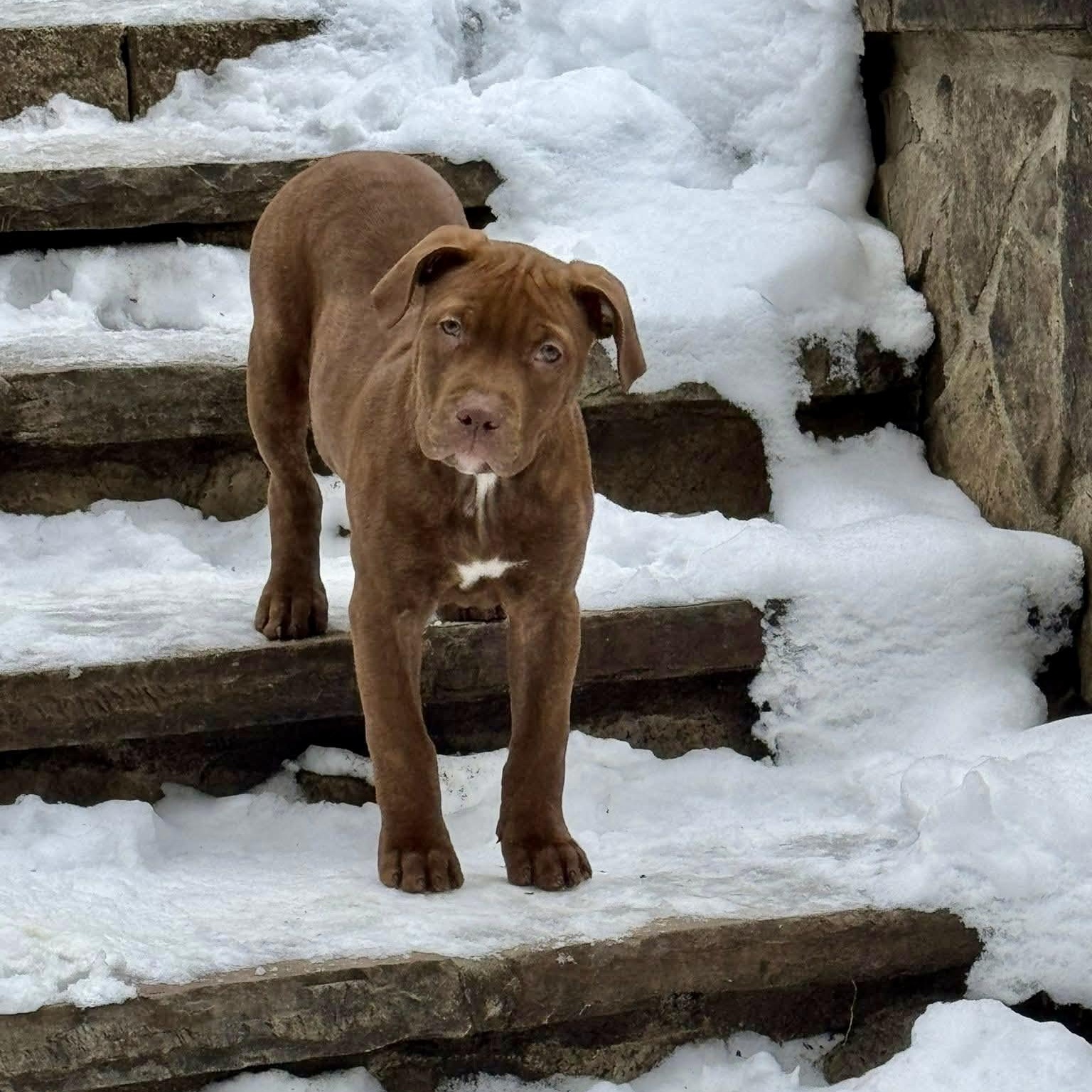 Enlarge Kringle, an adopted mixed breed in Waxhaw, NC image 2/6