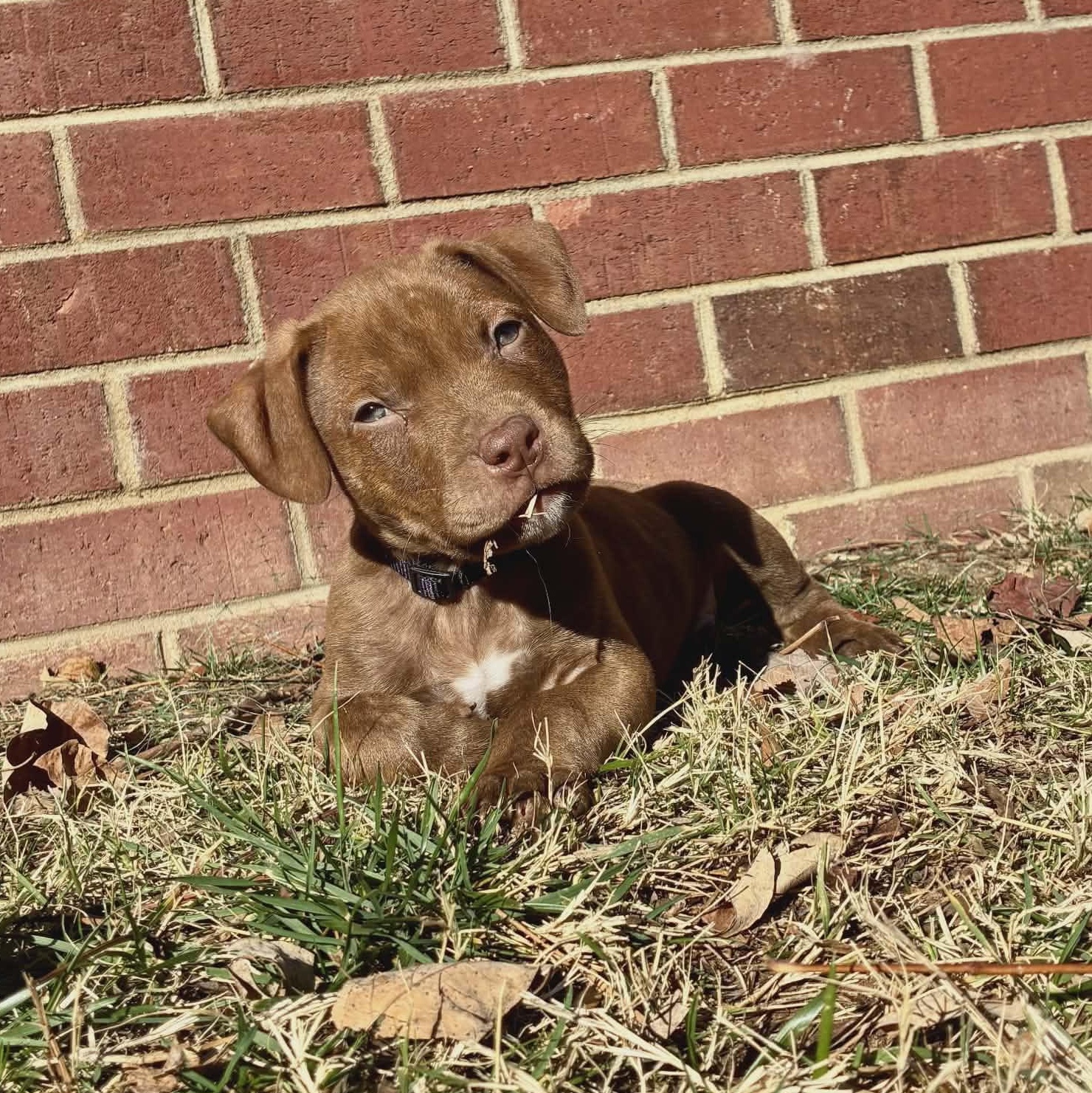 Enlarge Kringle, an adopted mixed breed in Waxhaw, NC image 5/6