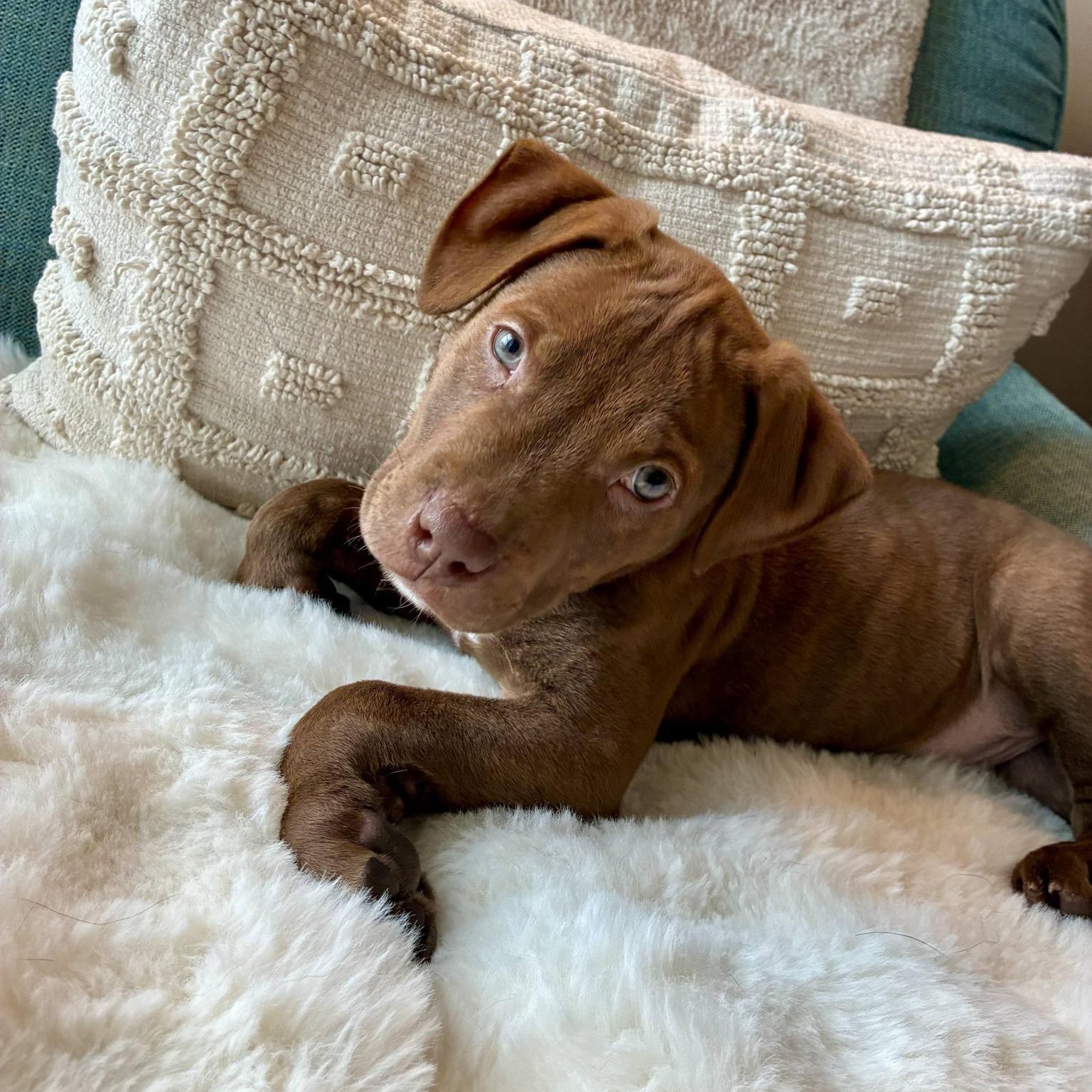 Enlarge Kringle, an adopted mixed breed in Waxhaw, NC image 1/6