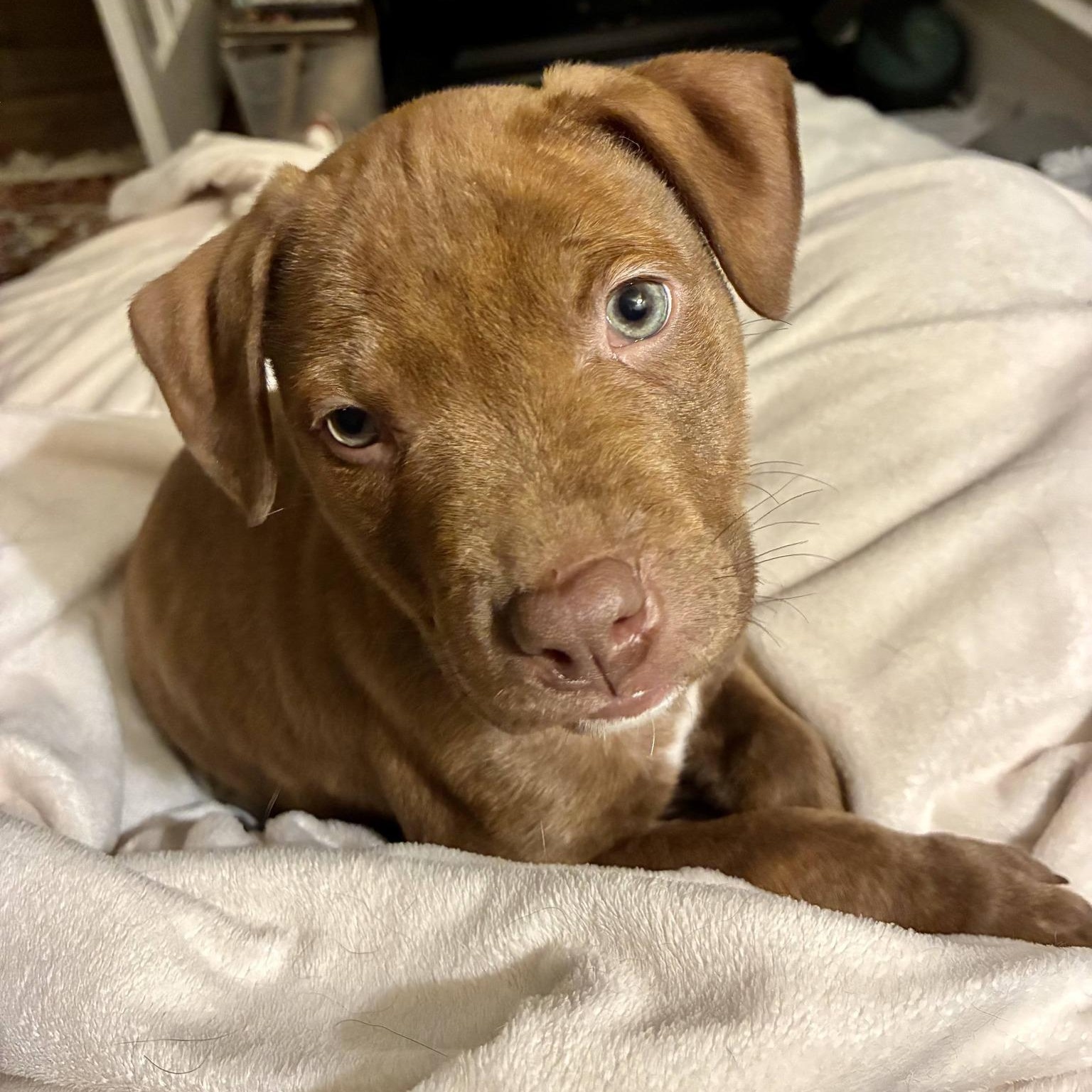 Enlarge Kringle, an adopted mixed breed in Waxhaw, NC image 3/6