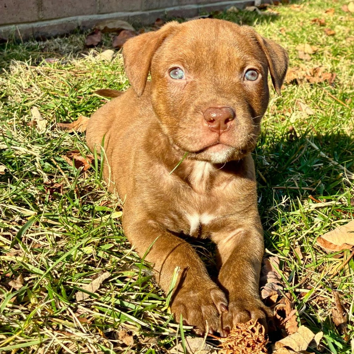 Kringle, ADOPTABLE, Puppy Male Retriever & Terrier.
