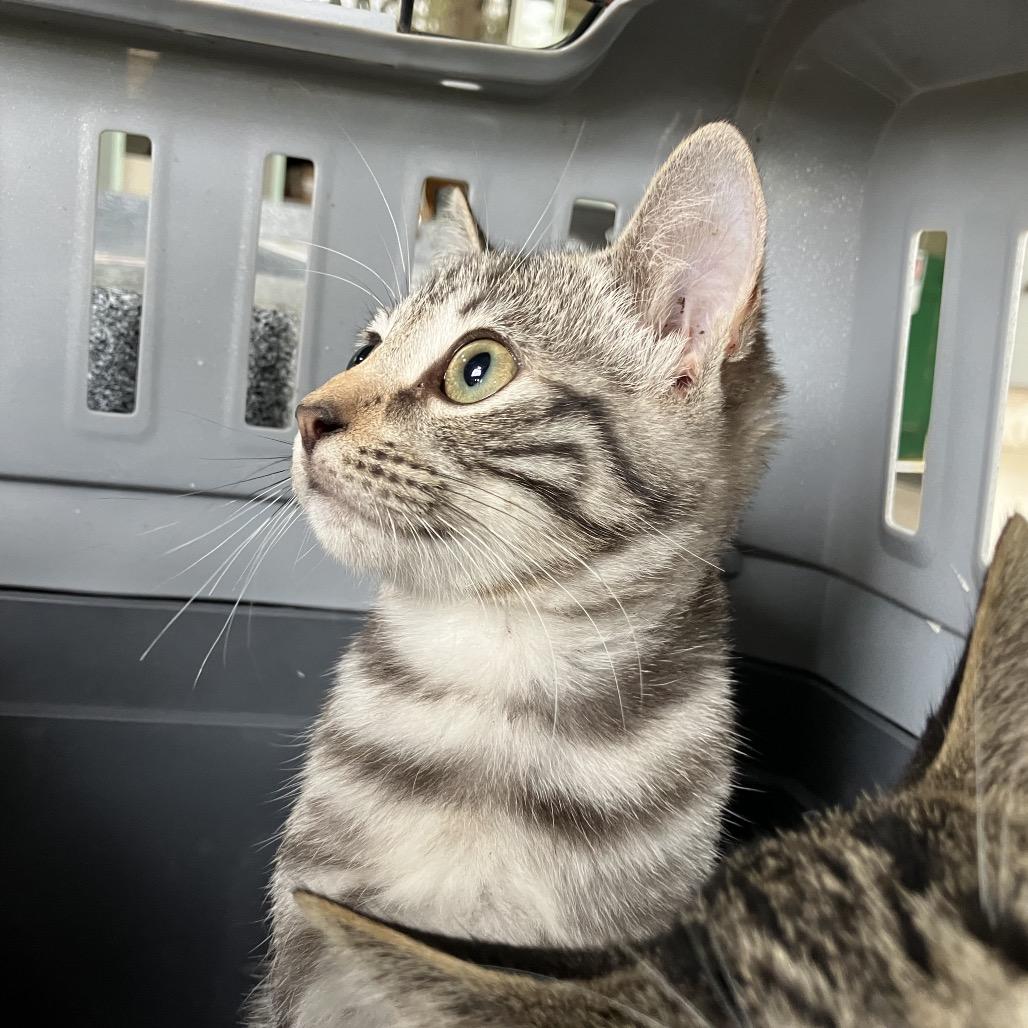 Kon Coha thumbnail 2