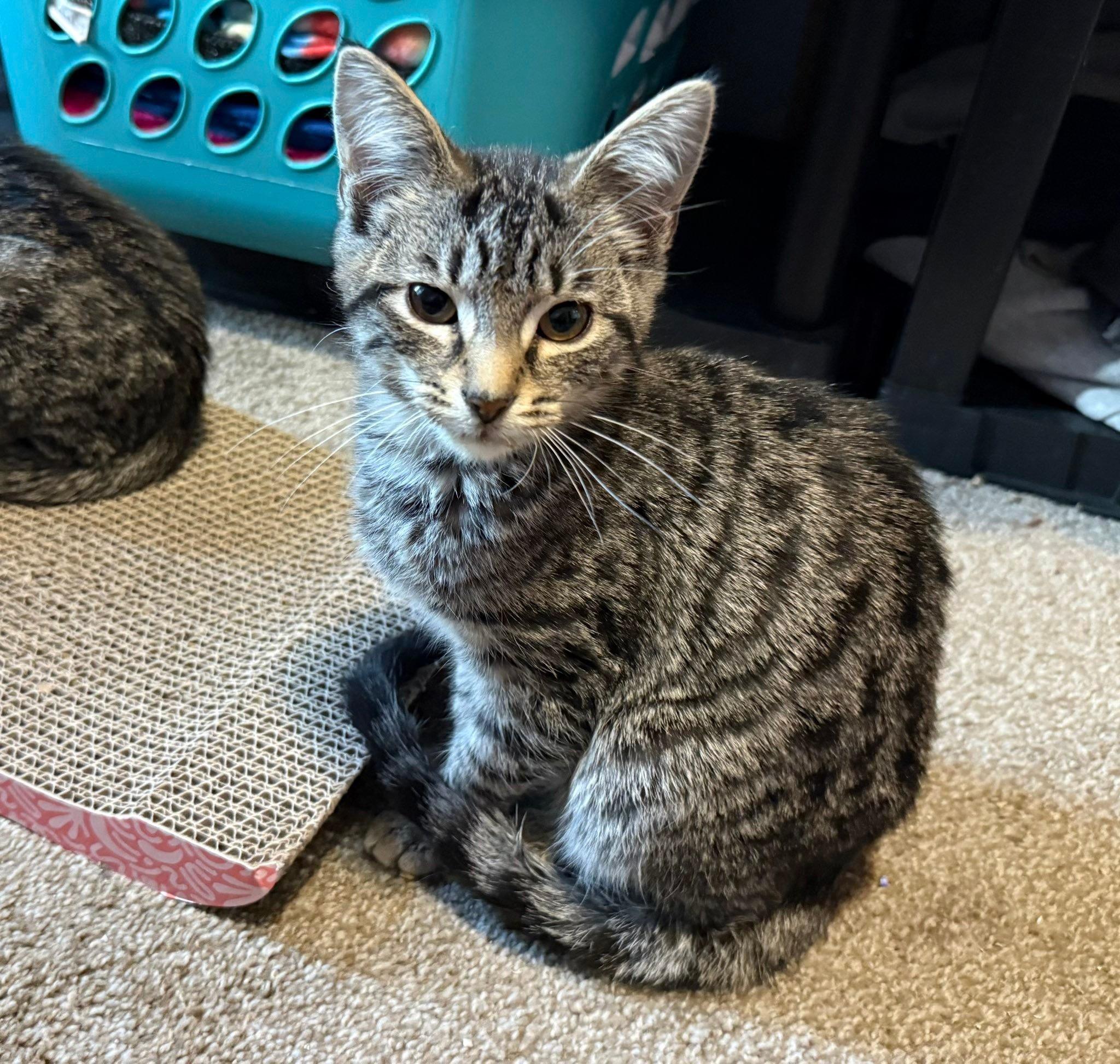 Blue, adopted, Kitten Male Domestic Short Hair.