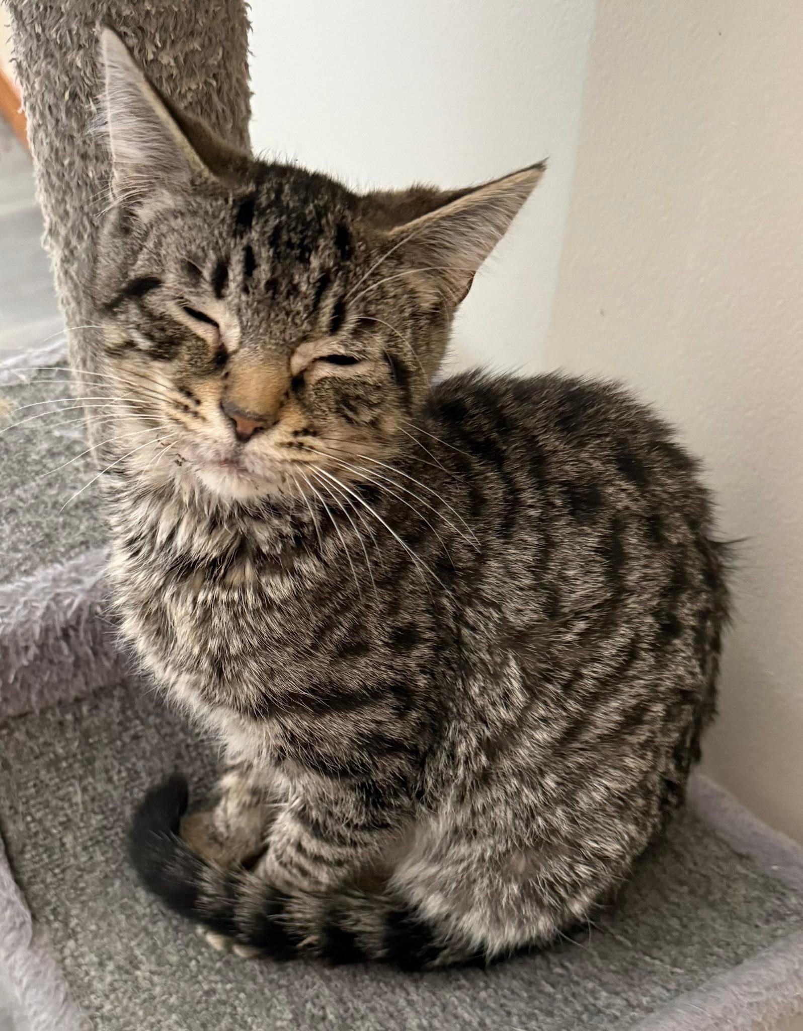 Blue, an adopted Domestic Short Hair in Hamburg, NY image 2/2