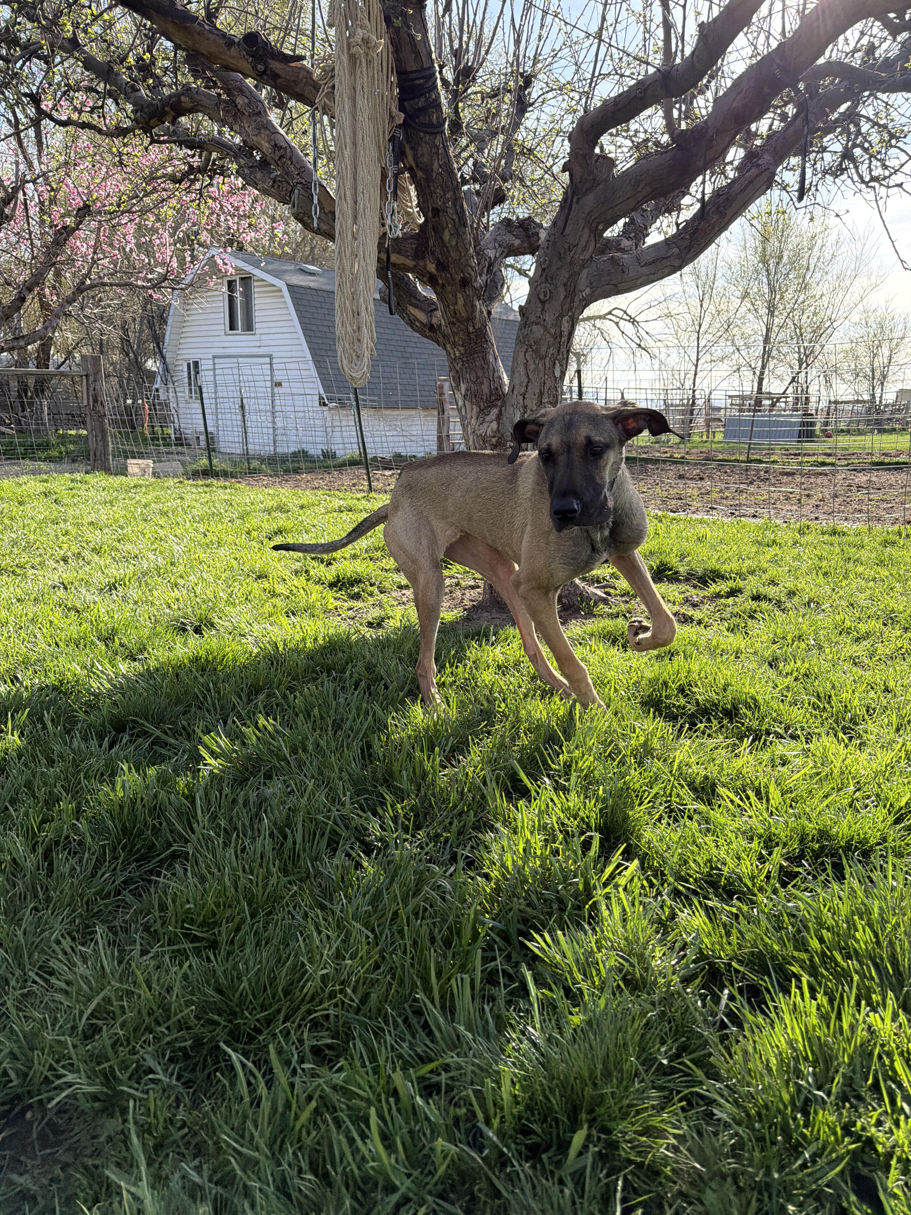 Honey, Adoptable, Adult Female Great Dane.