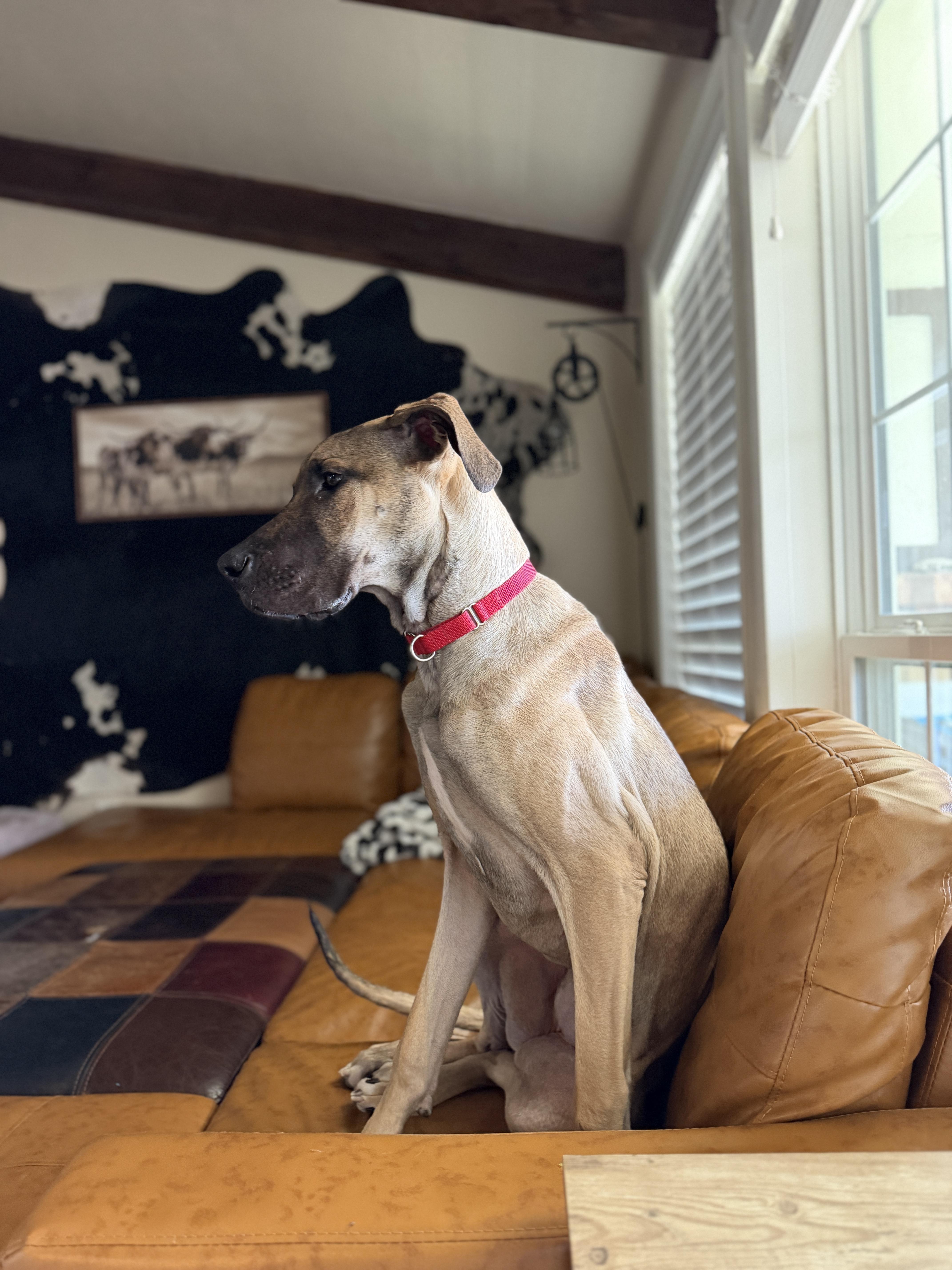 Enlarge Honey, a Adoptable Great Dane in Fruit Heights, UT image 2/6