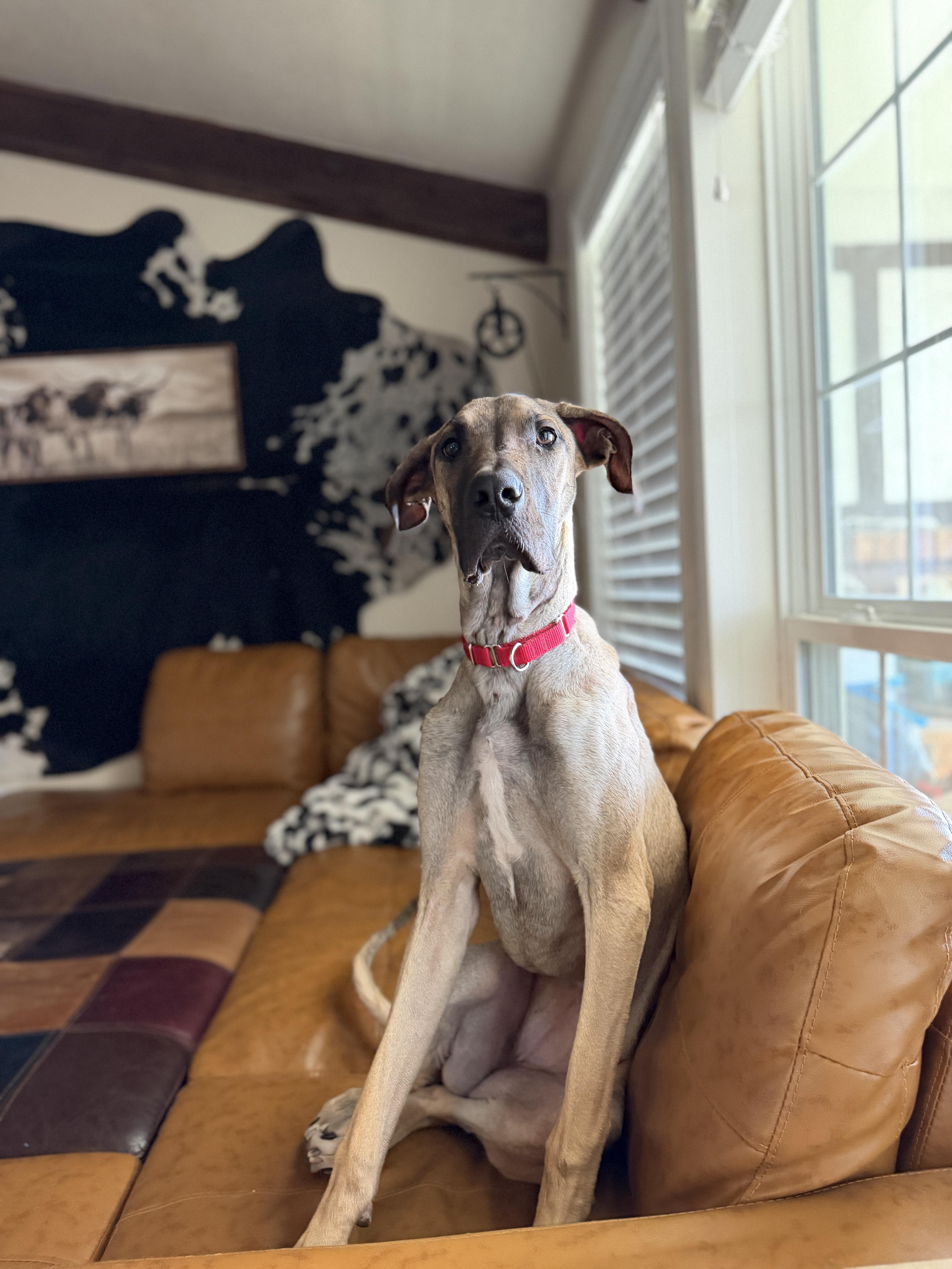 Enlarge Honey, a Adoptable Great Dane in Fruit Heights, UT image 3/6