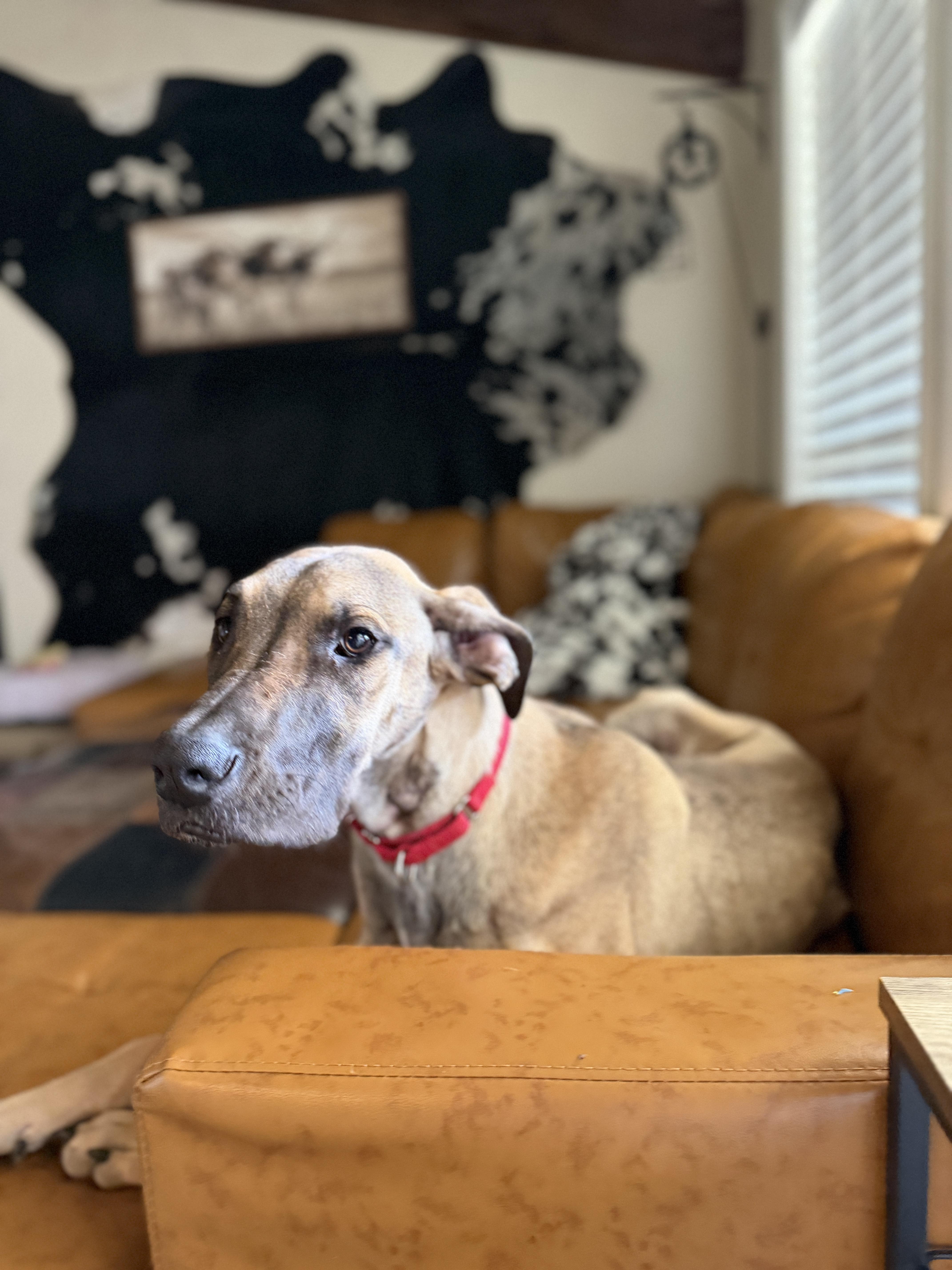 Enlarge Honey, a Adoptable Great Dane in Fruit Heights, UT image 4/6