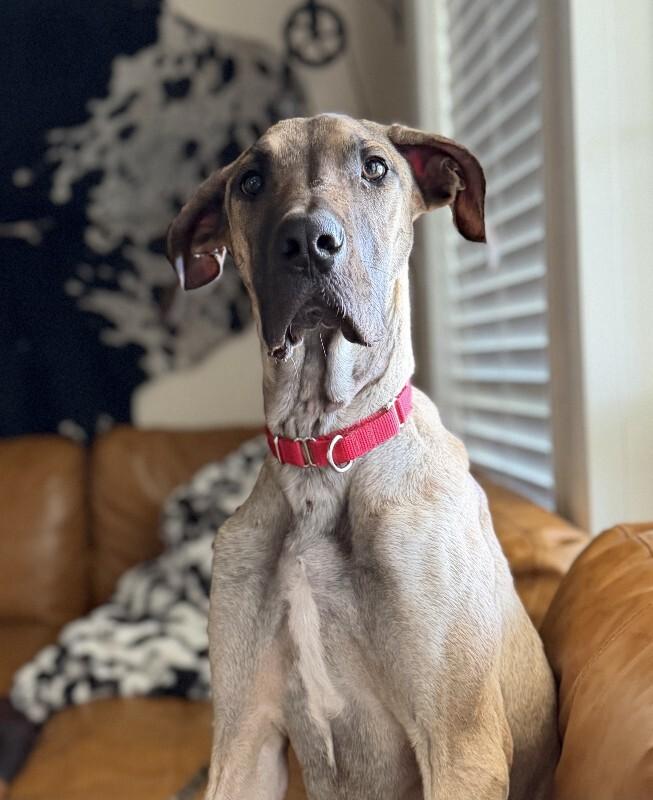 Enlarge Honey, a Adoptable Great Dane in Fruit Heights, UT image 5/6