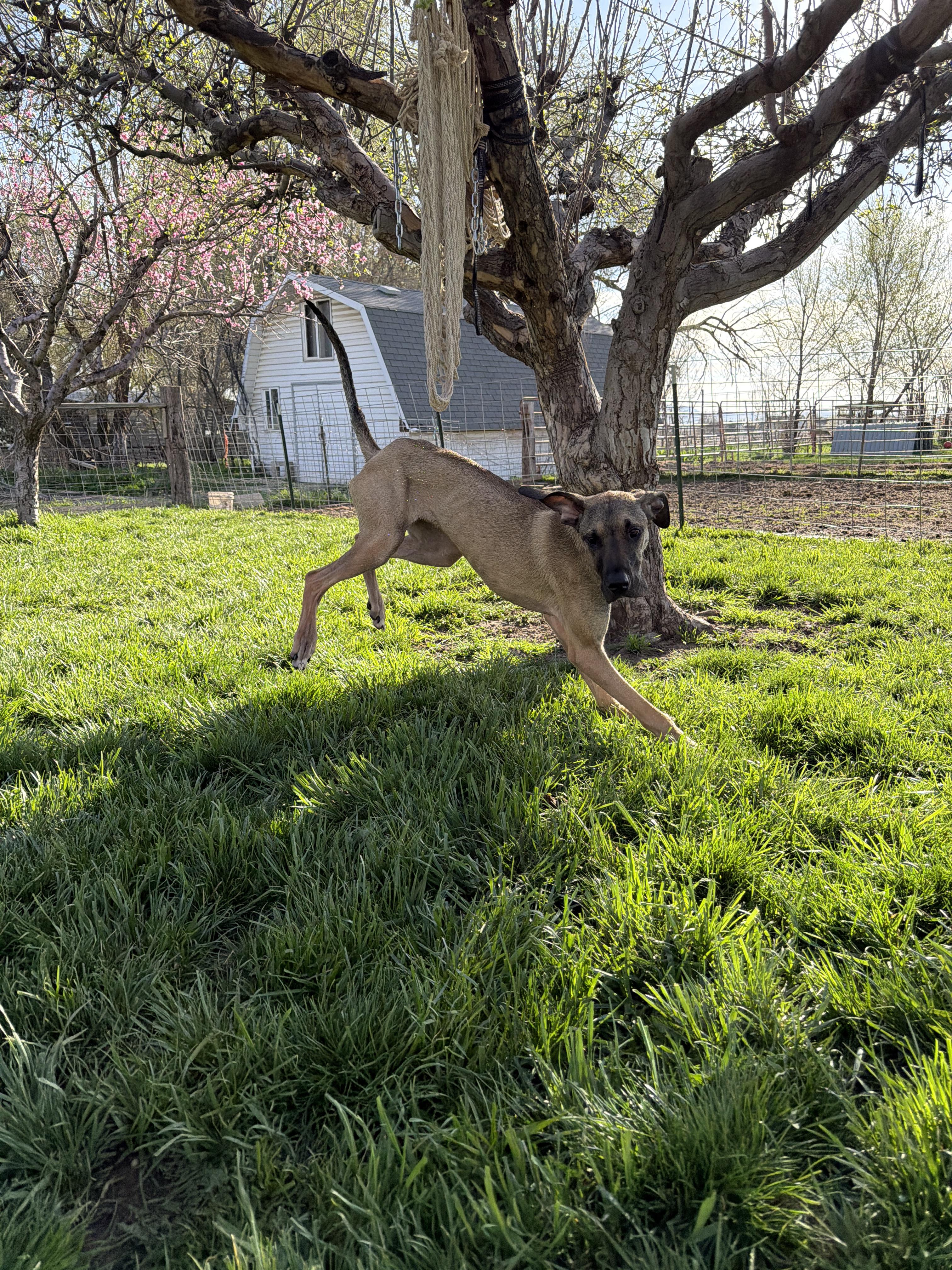Enlarge Honey, a Adoptable Great Dane in Fruit Heights, UT image 6/6