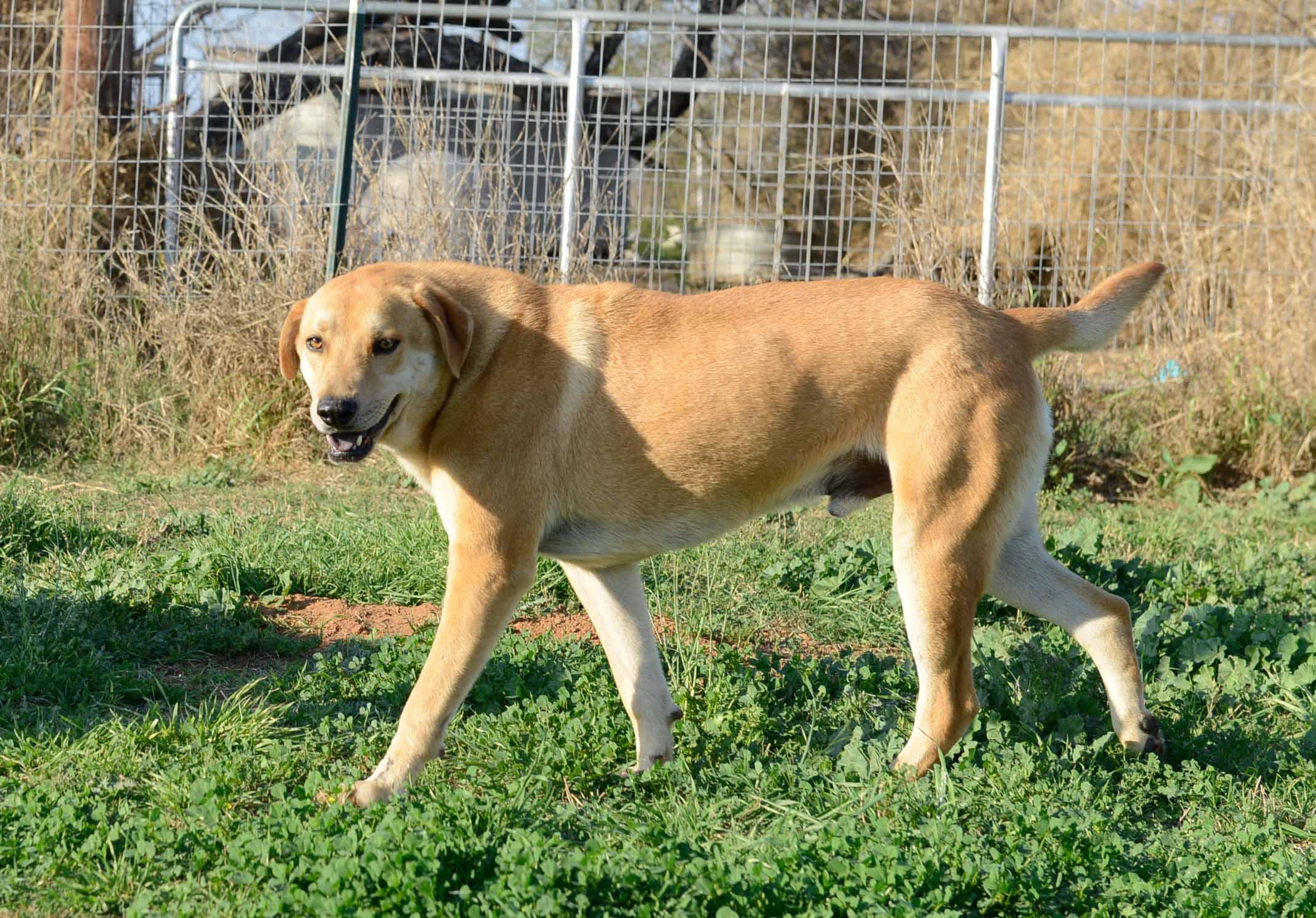 Enlarge Lucas, a Adoptable mixed breed in Bigfoot, TX image 1/3