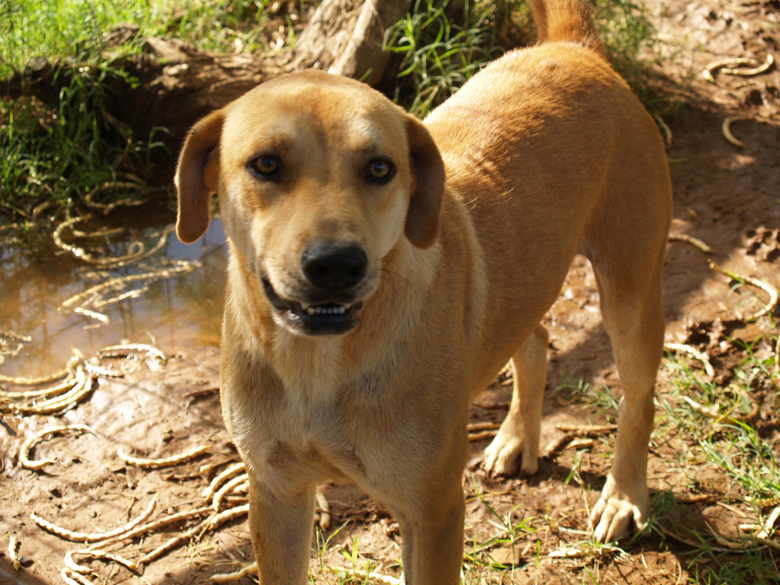Enlarge Lucas, a Adoptable mixed breed in Bigfoot, TX image 2/3