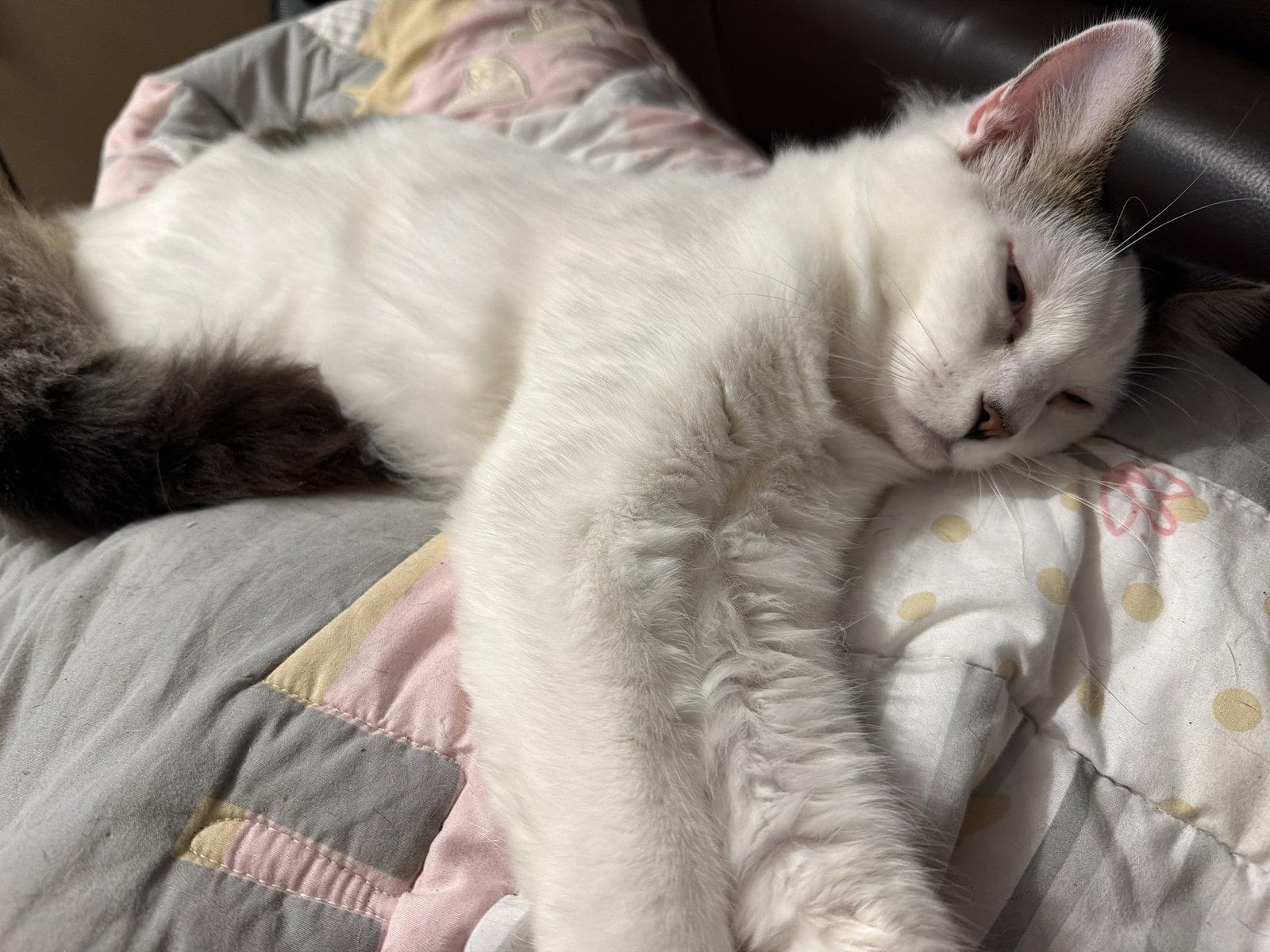 BONDED PAIR: Itsy Bitsy & Mothball, Adoptable, Adult Male Domestic Long Hair & Domestic Short Hair.
