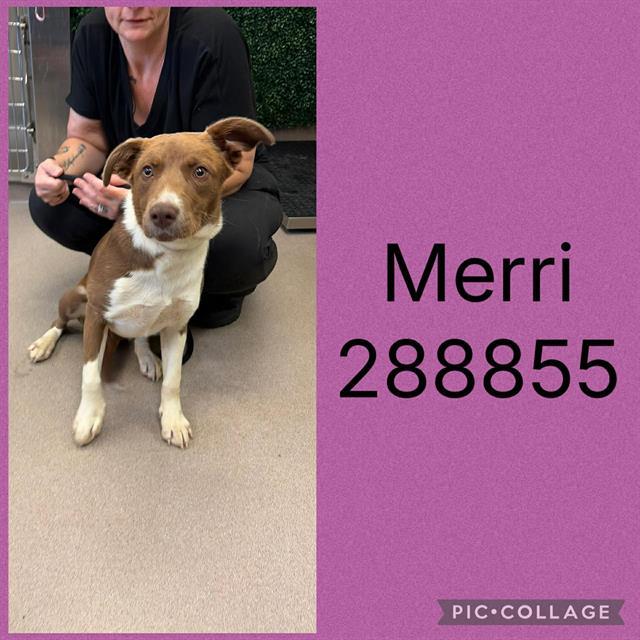 Enlarge MERRI, a Adoptable Mixed Breed in Macon, GA image 1/1