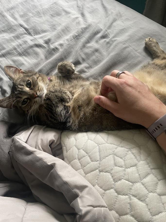 Enlarge Petunia - Adoption fee waived - 3 years in foster care, a Adoptable Domestic Short Hair in Penfield, NY image 2/6