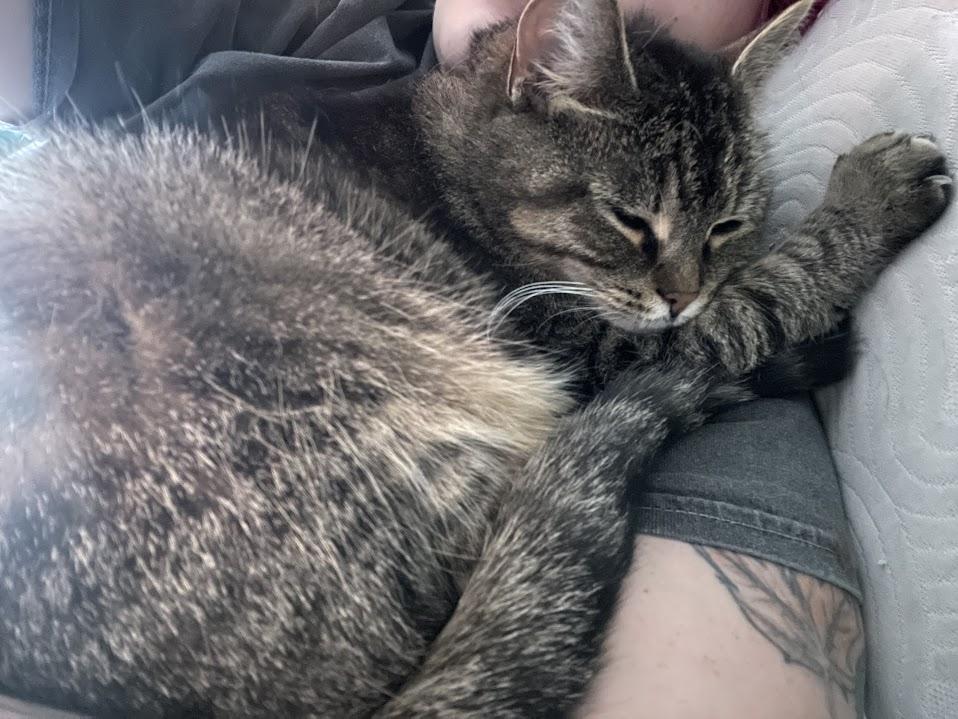 Enlarge Petunia - Adoption fee waived - 3 years in foster care, a Adoptable Domestic Short Hair in Penfield, NY image 3/6