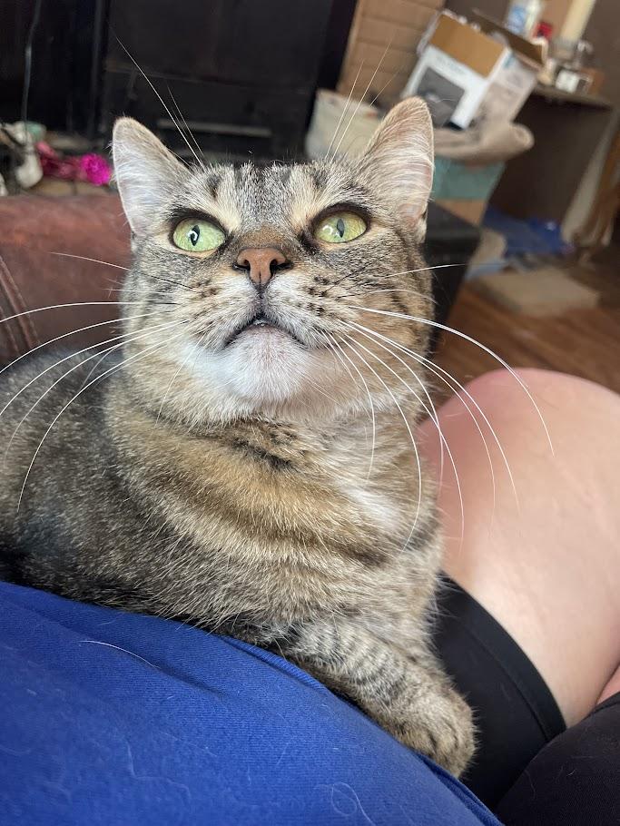 Enlarge Petunia - Adoption fee waived - 3 years in foster care, a Adoptable Domestic Short Hair in Penfield, NY image 6/6