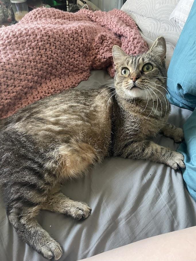 Enlarge Petunia - Adoption fee waived - 3 years in foster care, a Adoptable Domestic Short Hair in Penfield, NY image 5/6