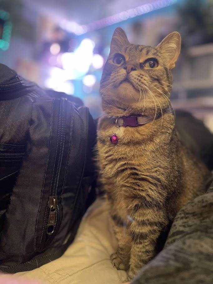 Enlarge Petunia - Adoption fee waived - 3 years in foster care, a Adoptable Domestic Short Hair in Penfield, NY image 4/6