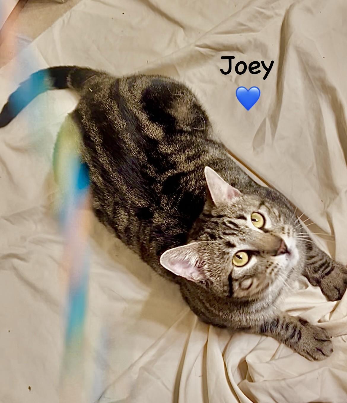 Enlarge Joey - Courtesy Post, an adopted mixed breed in Fort Worth, TX image 2/2