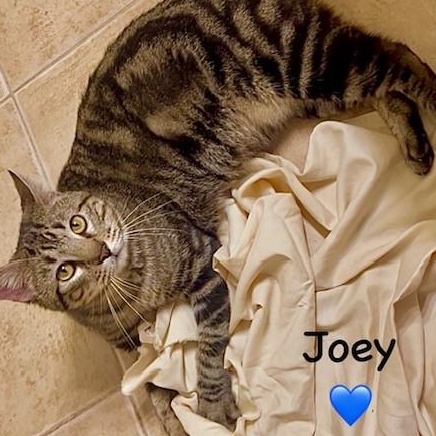 Enlarge Joey - Courtesy Post, an adopted mixed breed in Fort Worth, TX image 1/2