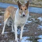 Enlarge Lady, a ADOPTABLE mixed breed in Columbia, MO image 2/2