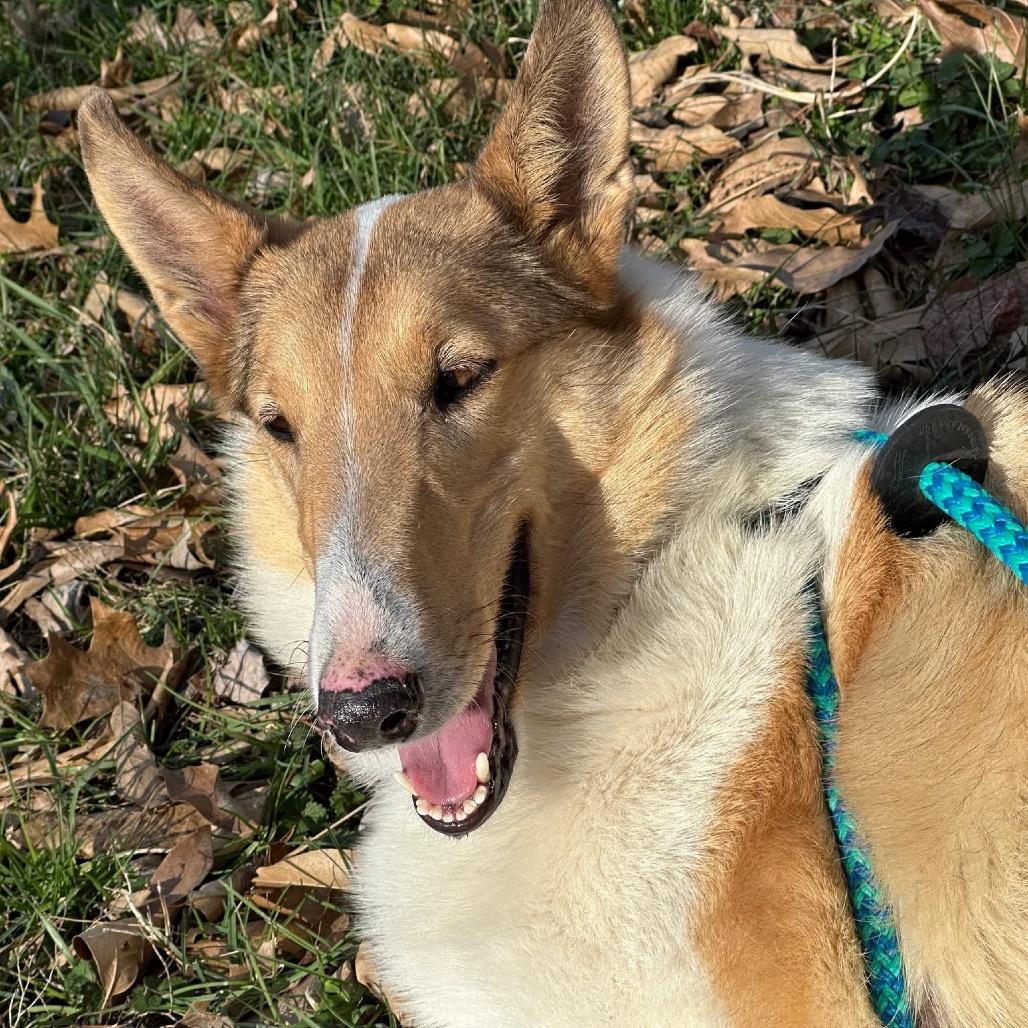 Lady, ADOPTABLE, Adult Female Smooth Collie.