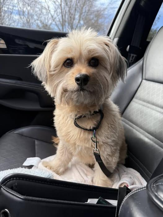 Panni, ADOPTABLE, Adult Female Terrier.