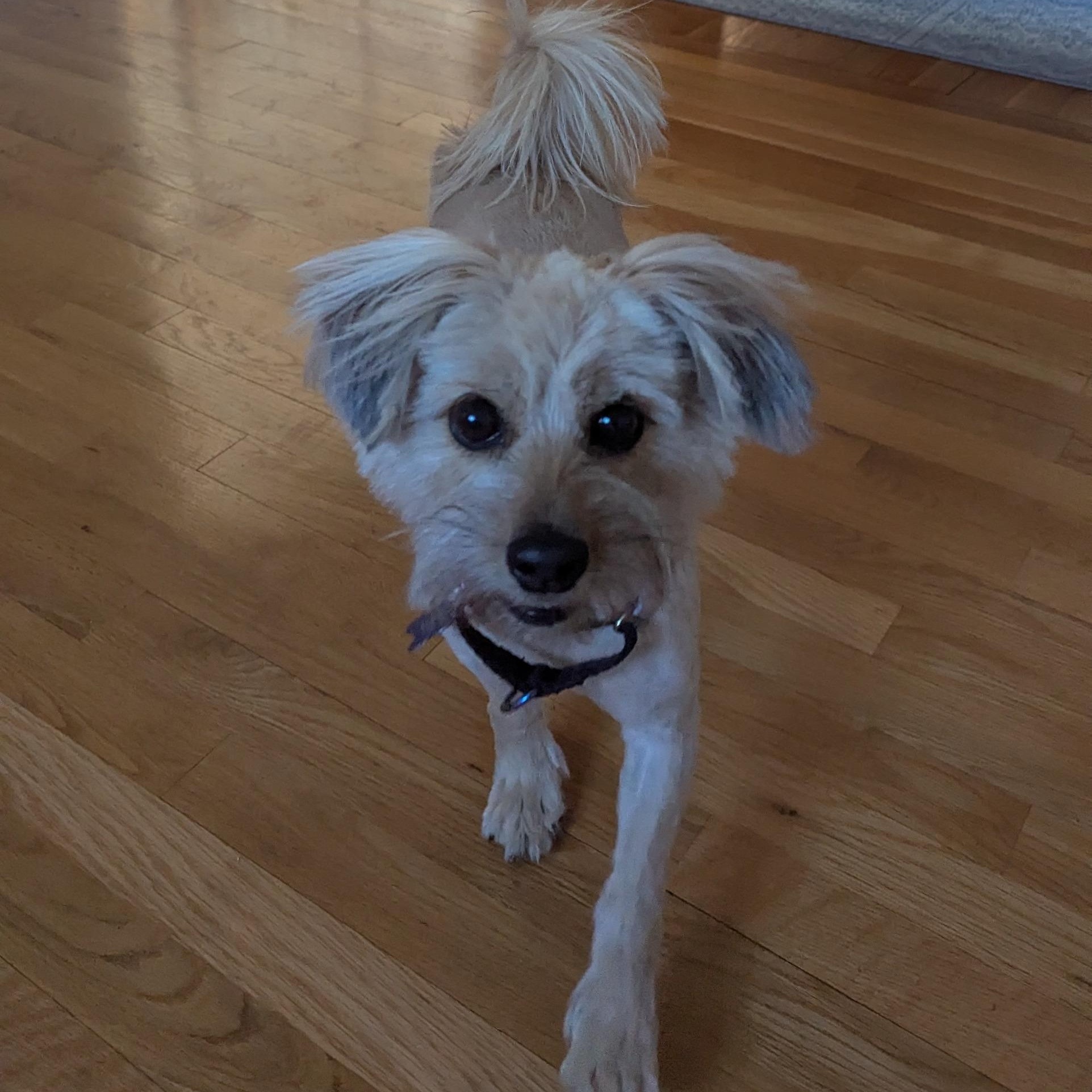 Enlarge Panni, a ADOPTABLE mixed breed in Chelmsford, MA image 3/5