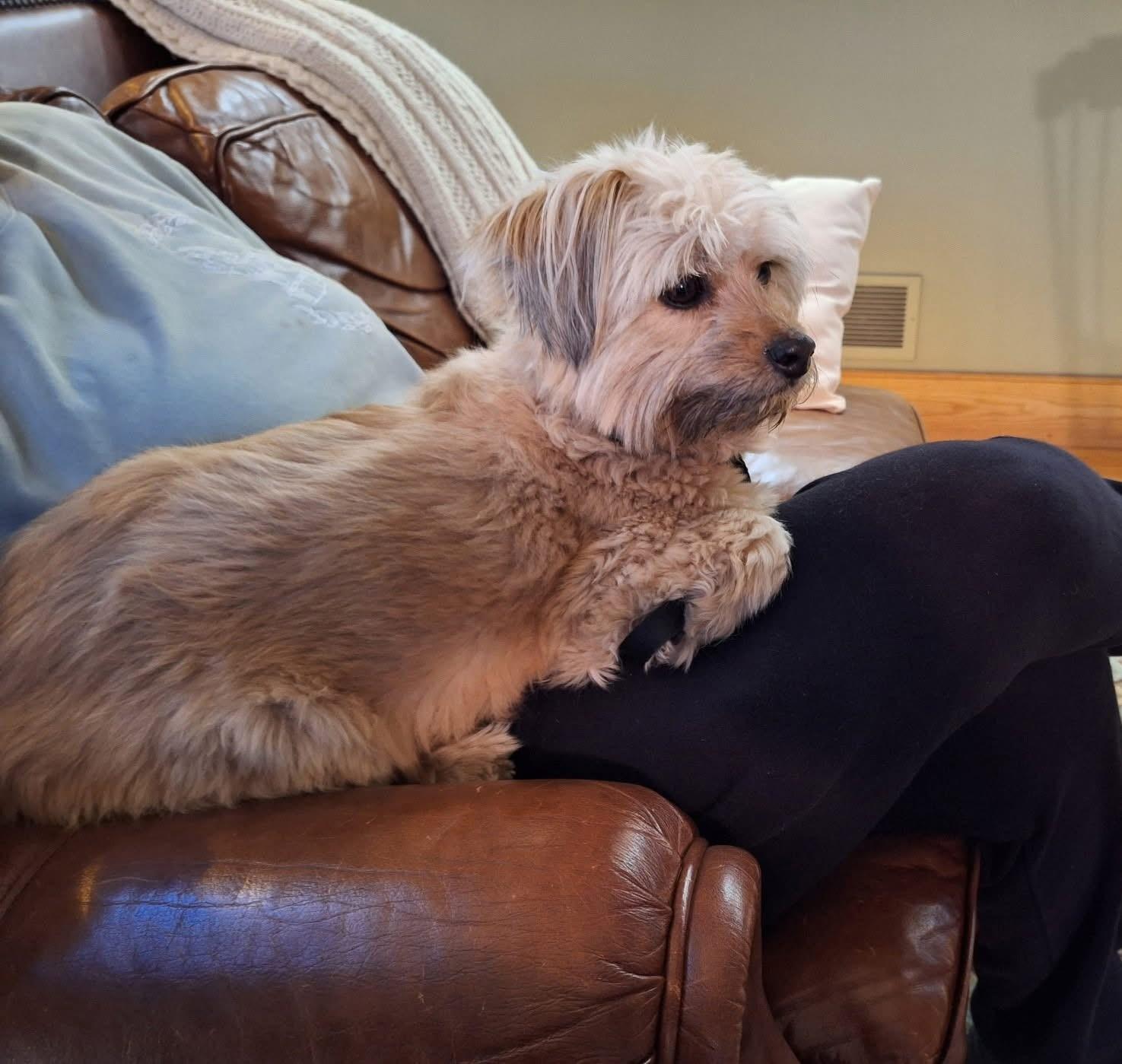 Enlarge Panni, a ADOPTABLE mixed breed in Chelmsford, MA image 5/5