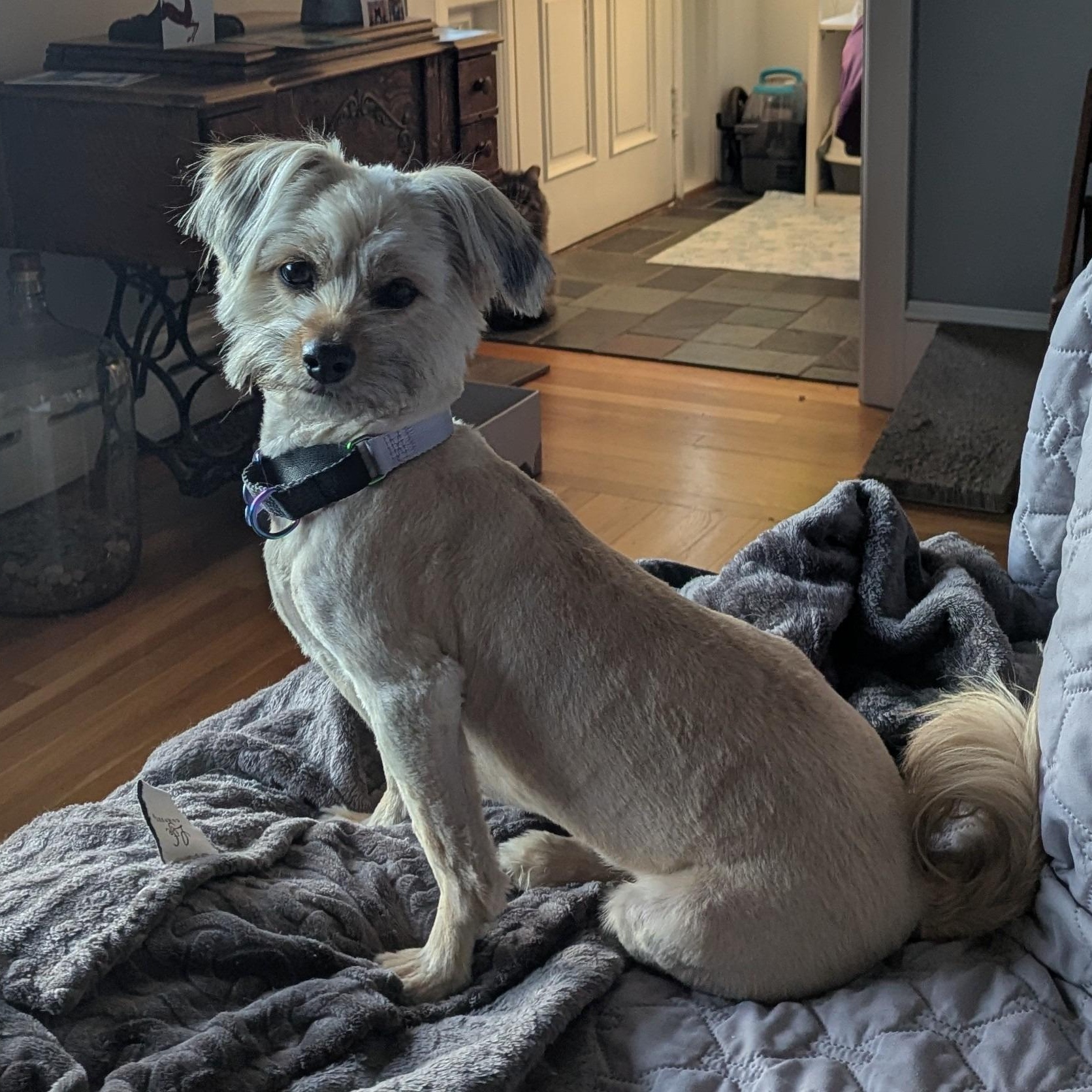 Enlarge Panni, a ADOPTABLE mixed breed in Chelmsford, MA image 4/5