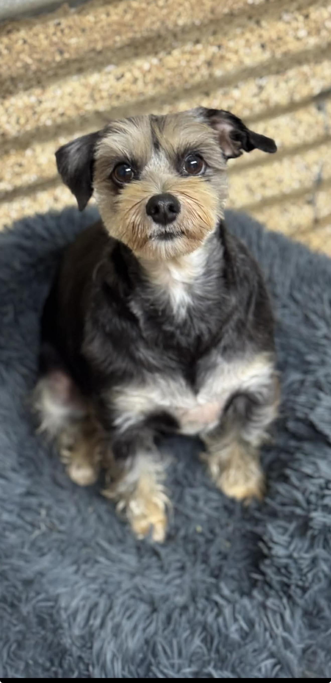 Paisely, adopted, Adult Female Miniature Schnauzer.