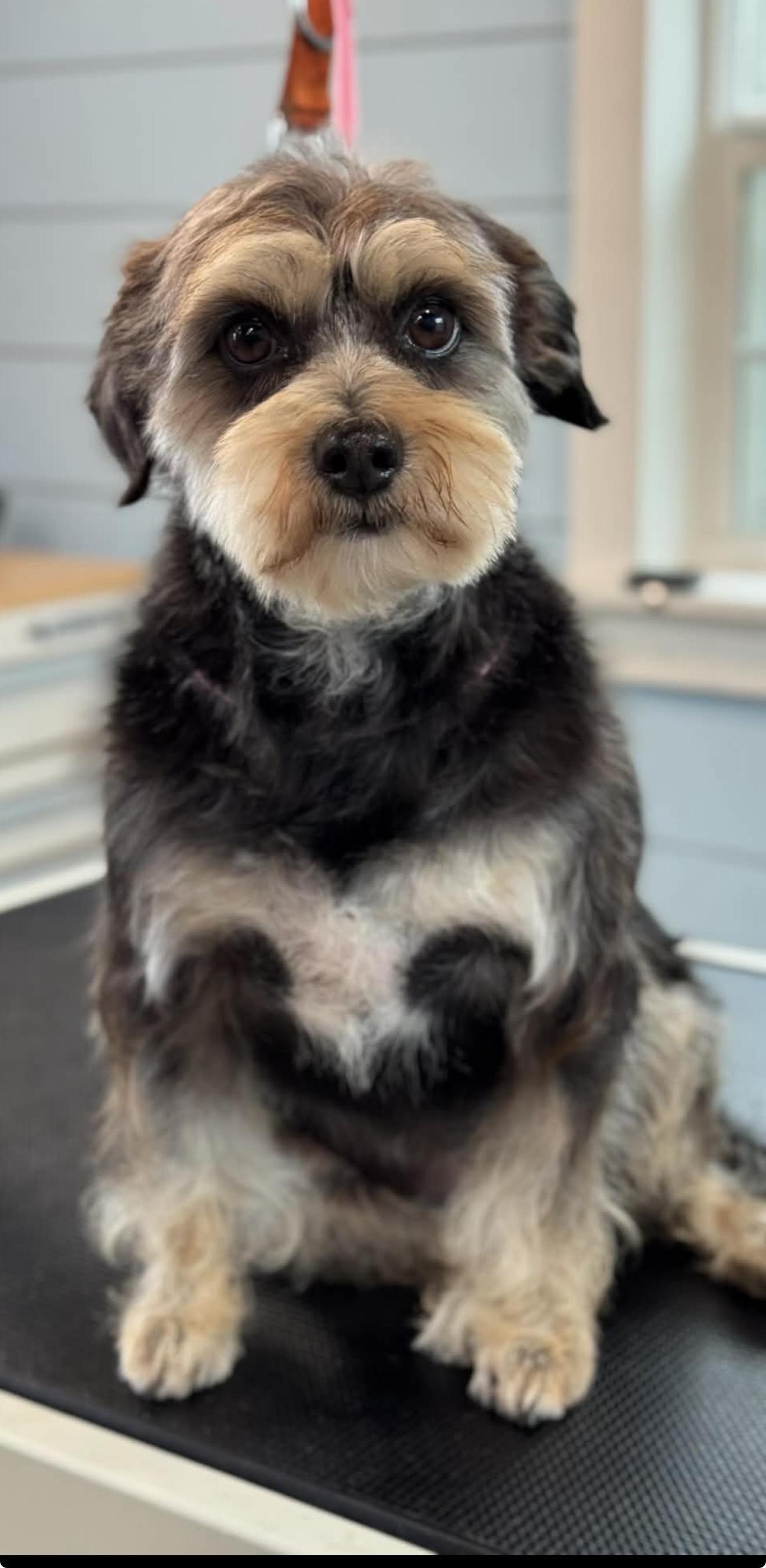 Paisely, an adopted mixed breed in Westerly, RI image 2/2