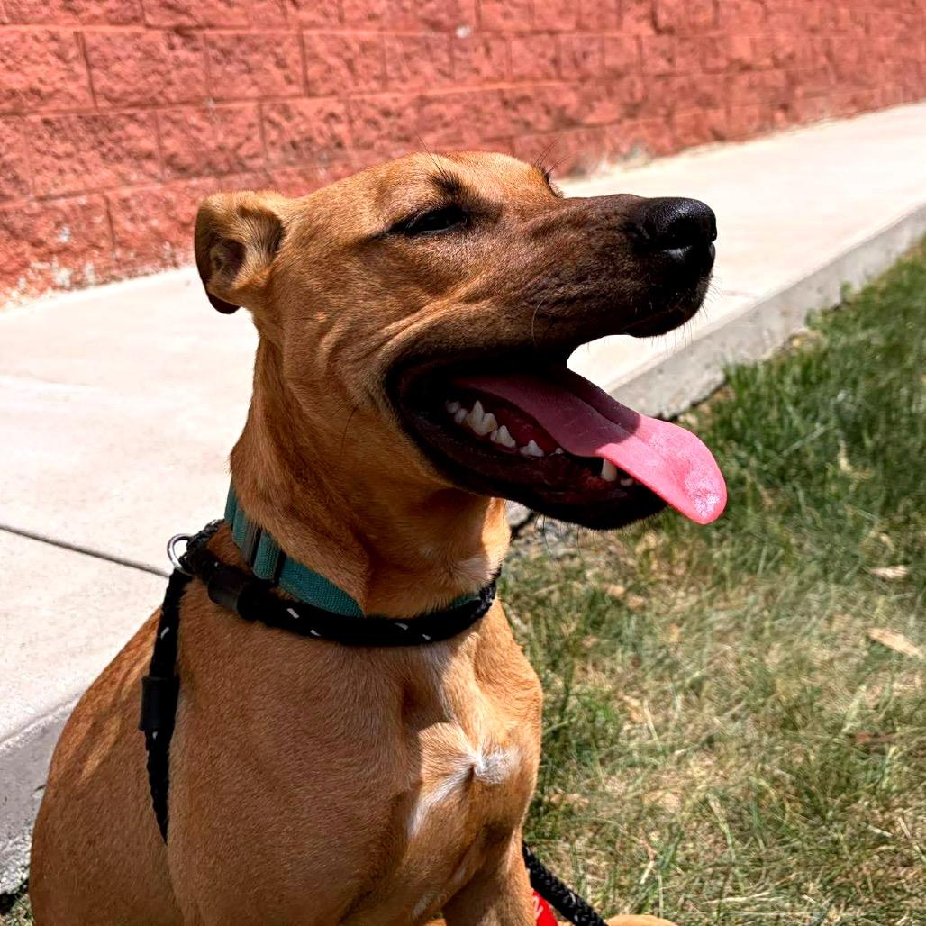 Leroy, Adoptable, Young Male Mixed Breed.