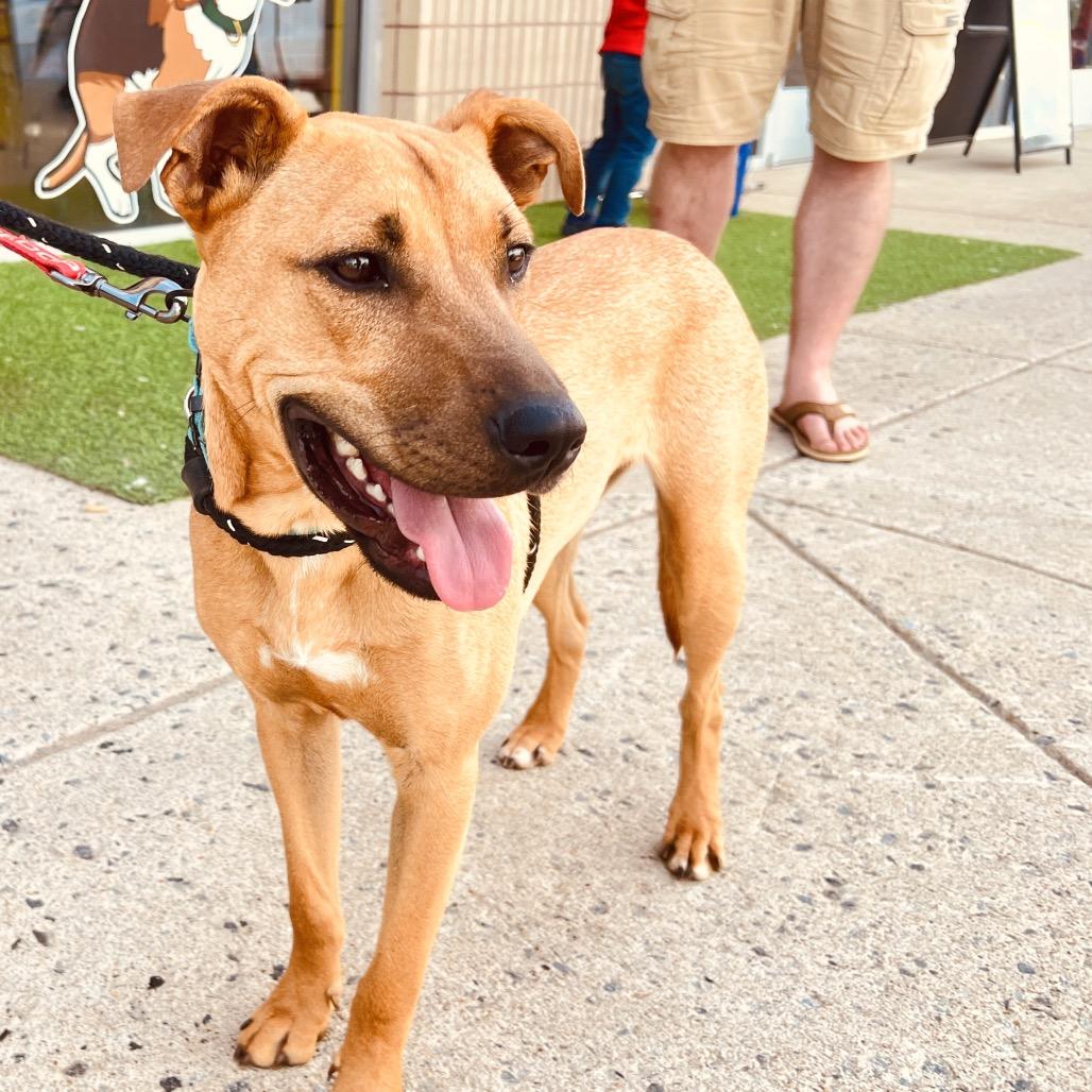Enlarge Leroy, a Adoptable Mixed Breed in Fredericksburg, VA image 2/6