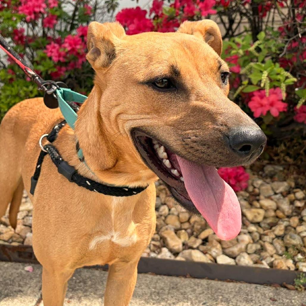 Enlarge Leroy, a Adoptable Mixed Breed in Fredericksburg, VA image 3/6