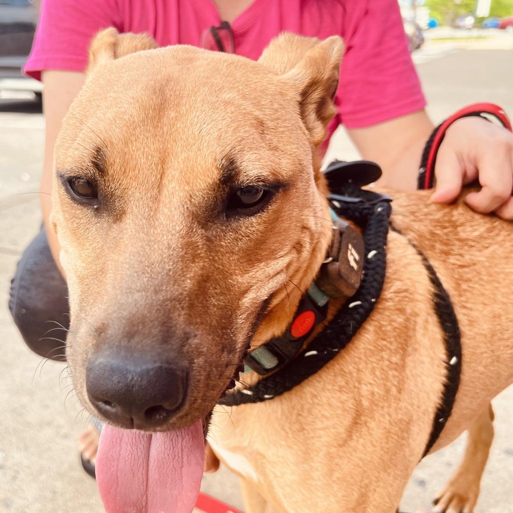 Enlarge Leroy, a Adoptable Mixed Breed in Fredericksburg, VA image 4/6