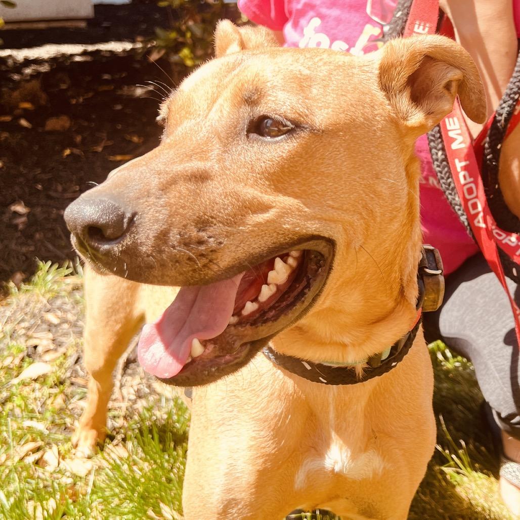 Enlarge Leroy, a Adoptable Mixed Breed in Fredericksburg, VA image 5/6