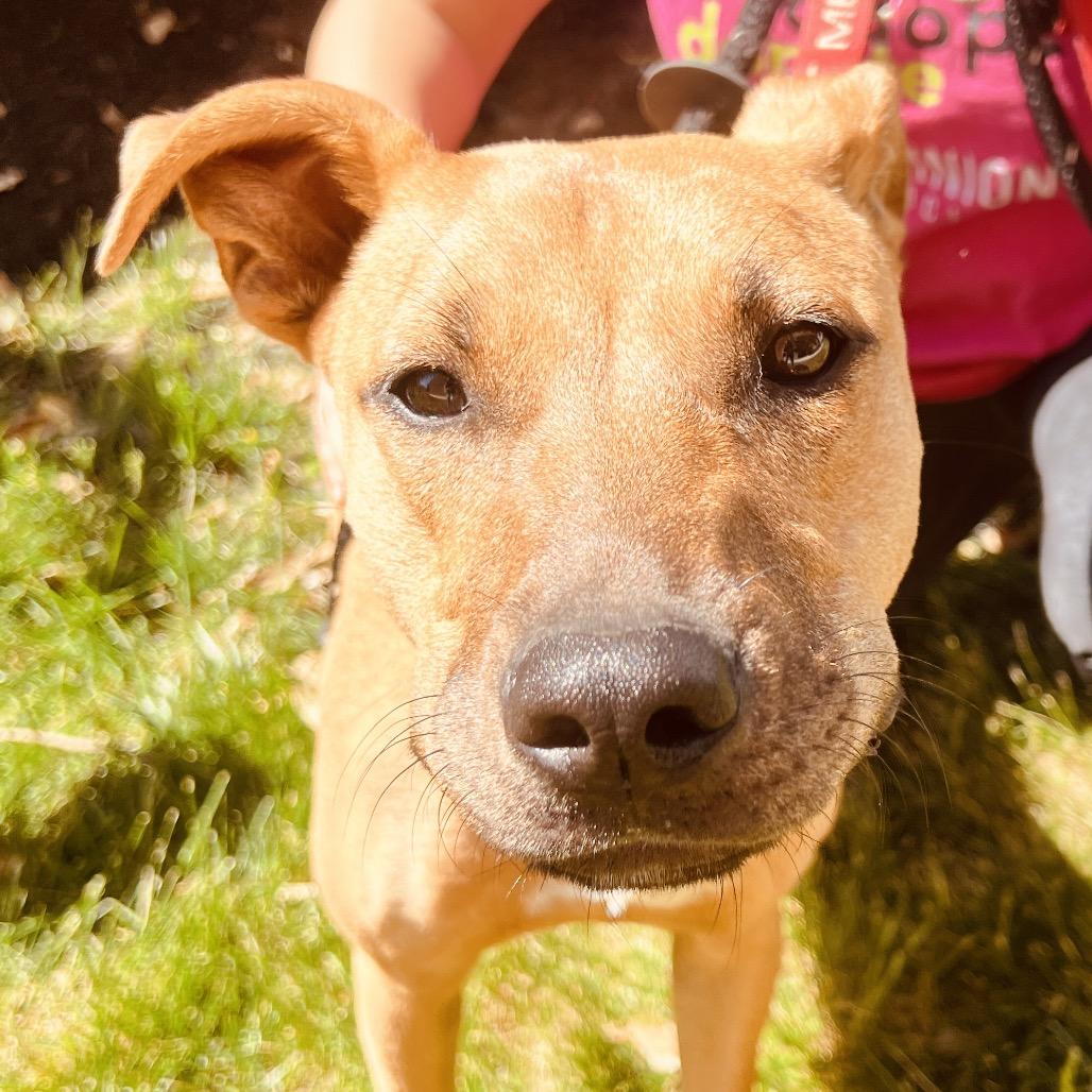 Enlarge Leroy, a Adoptable Mixed Breed in Fredericksburg, VA image 6/6