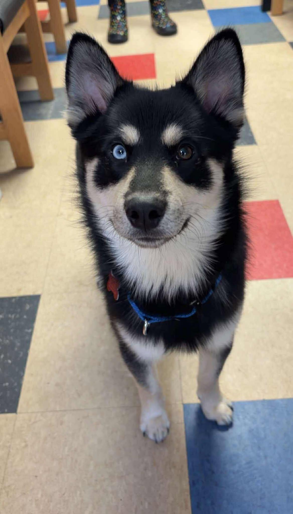 Jett, an adoptable Pomsky in Valparaiso, IN, 46383 | Photo Image 1