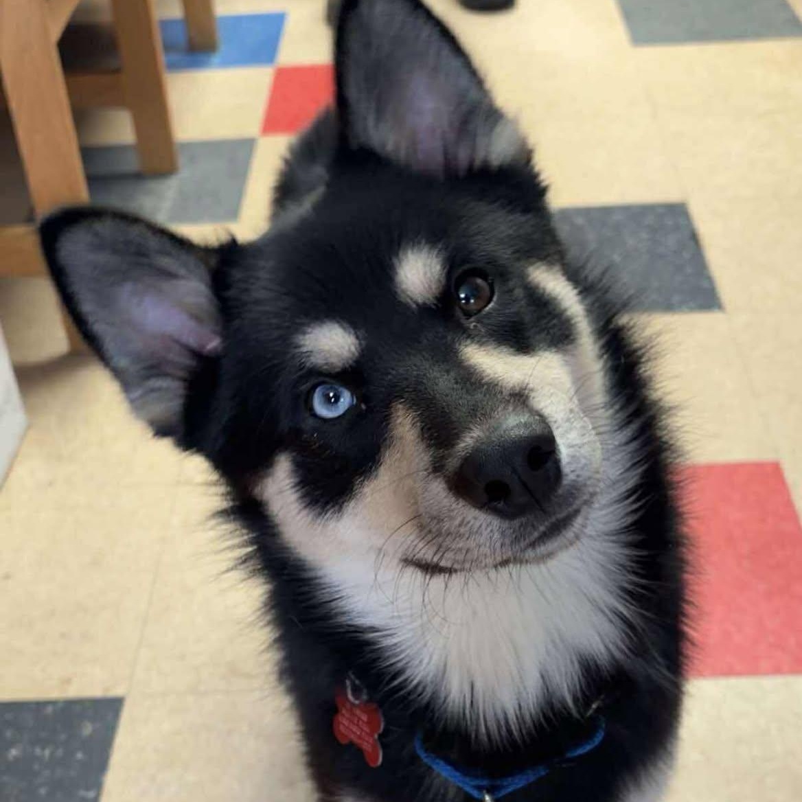 Jett, an adoptable Pomsky in Valparaiso, IN, 46383 | Photo Image 2