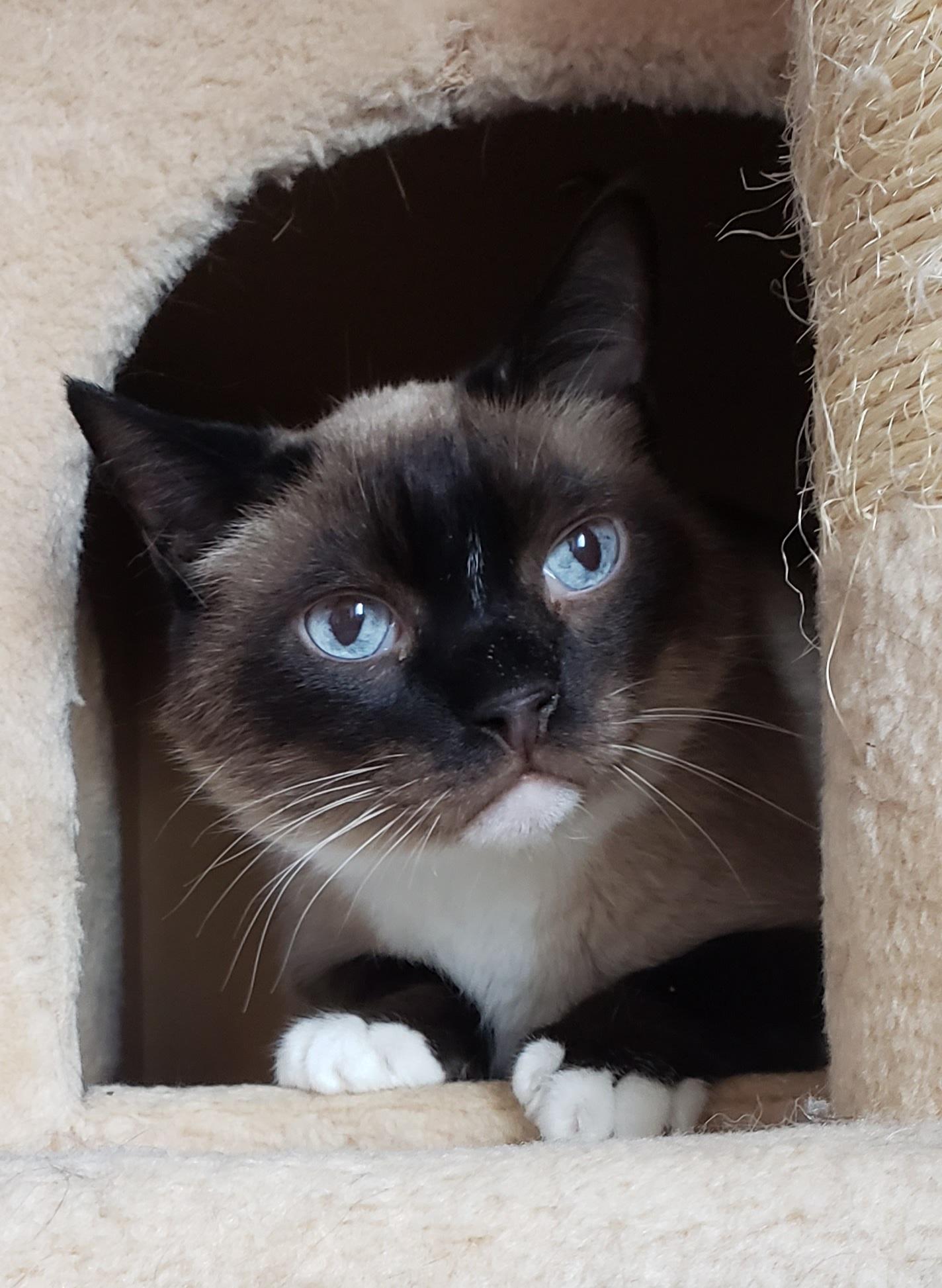 Simon, an adopted mixed breed in Bow, WA image 2/5