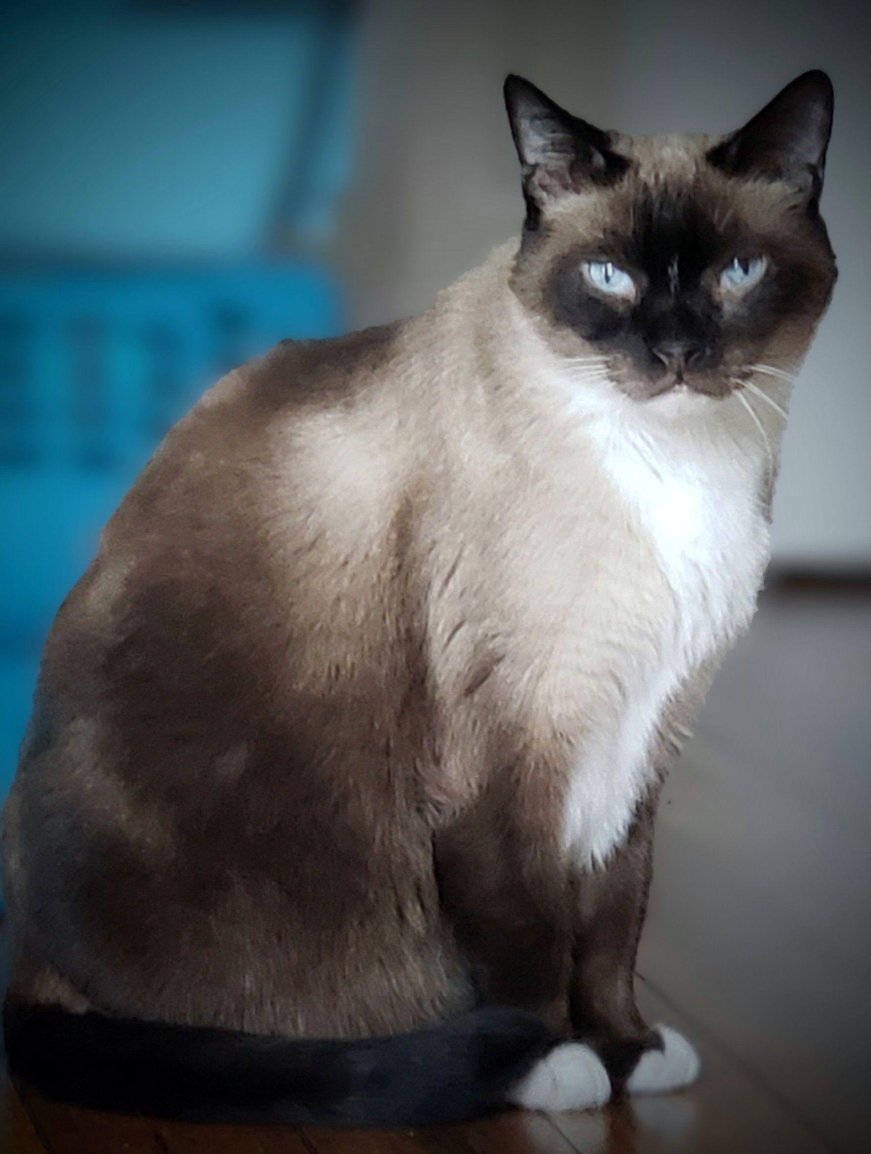 Simon, adopted, Senior Male Siamese & Applehead Siamese.