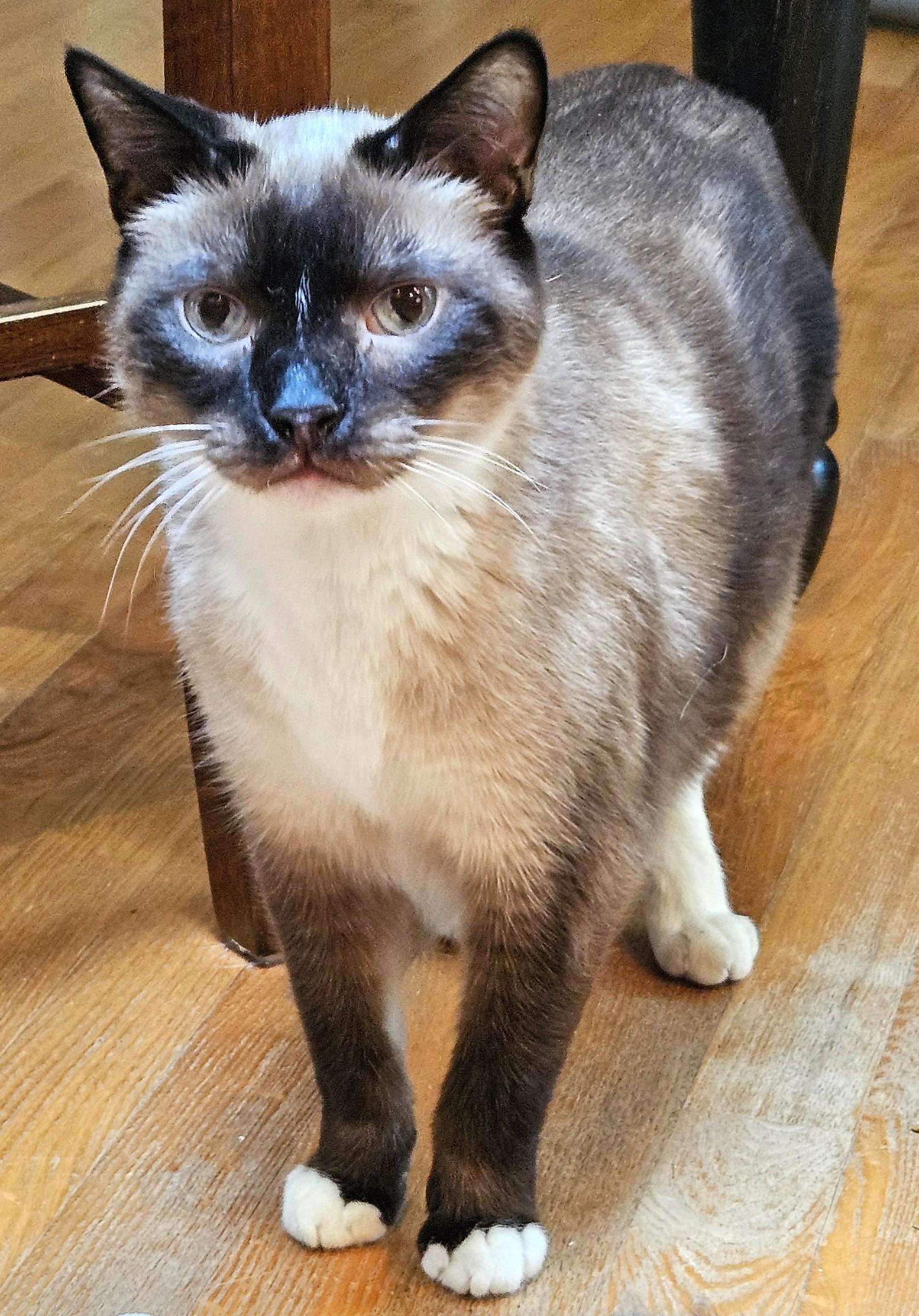 Simon, an adopted mixed breed in Bow, WA image 5/5