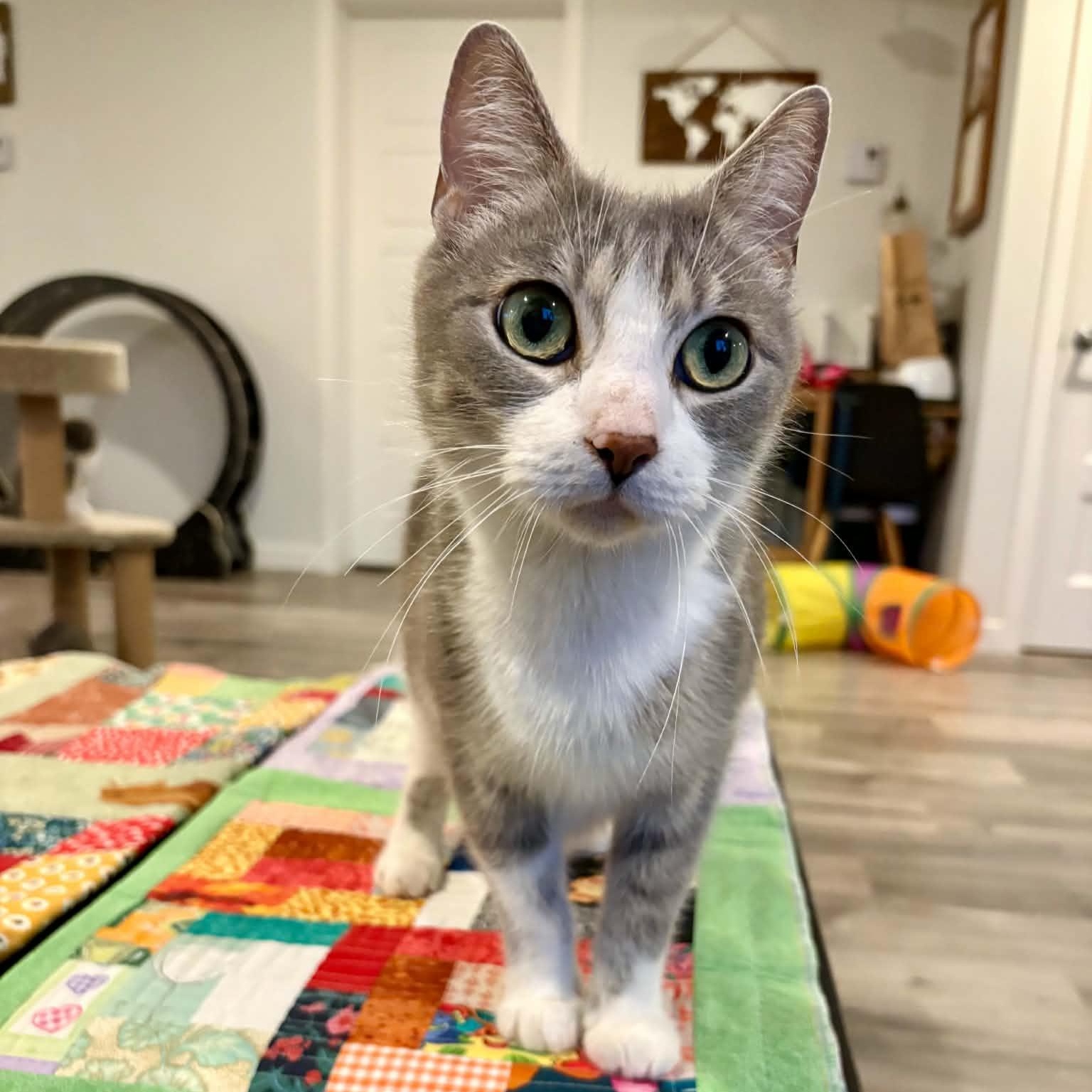 Flora, ADOPTABLE, Adult Female Domestic Short Hair.