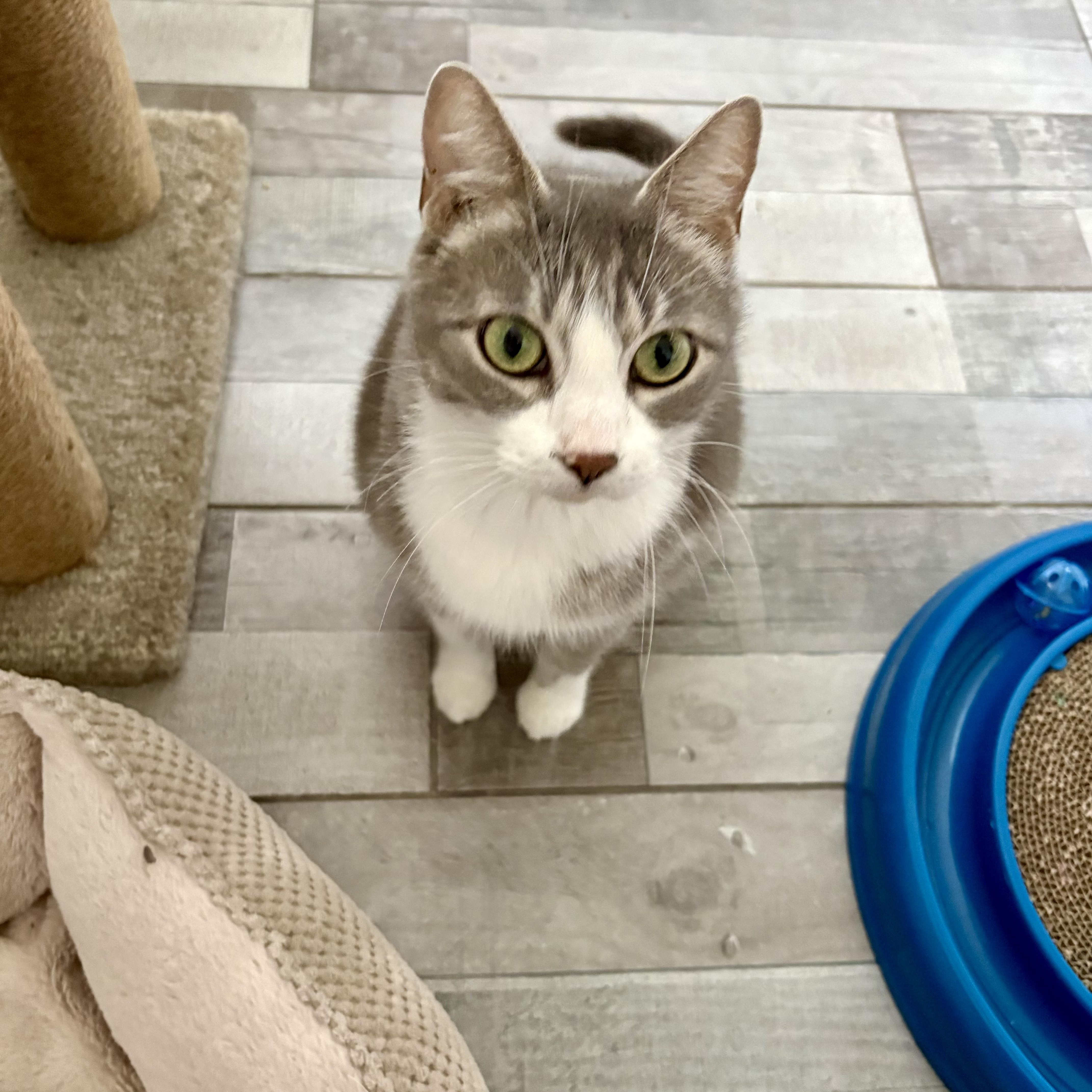 Enlarge Flora, a ADOPTABLE Domestic Short Hair in Wakefield, QC image 3/5