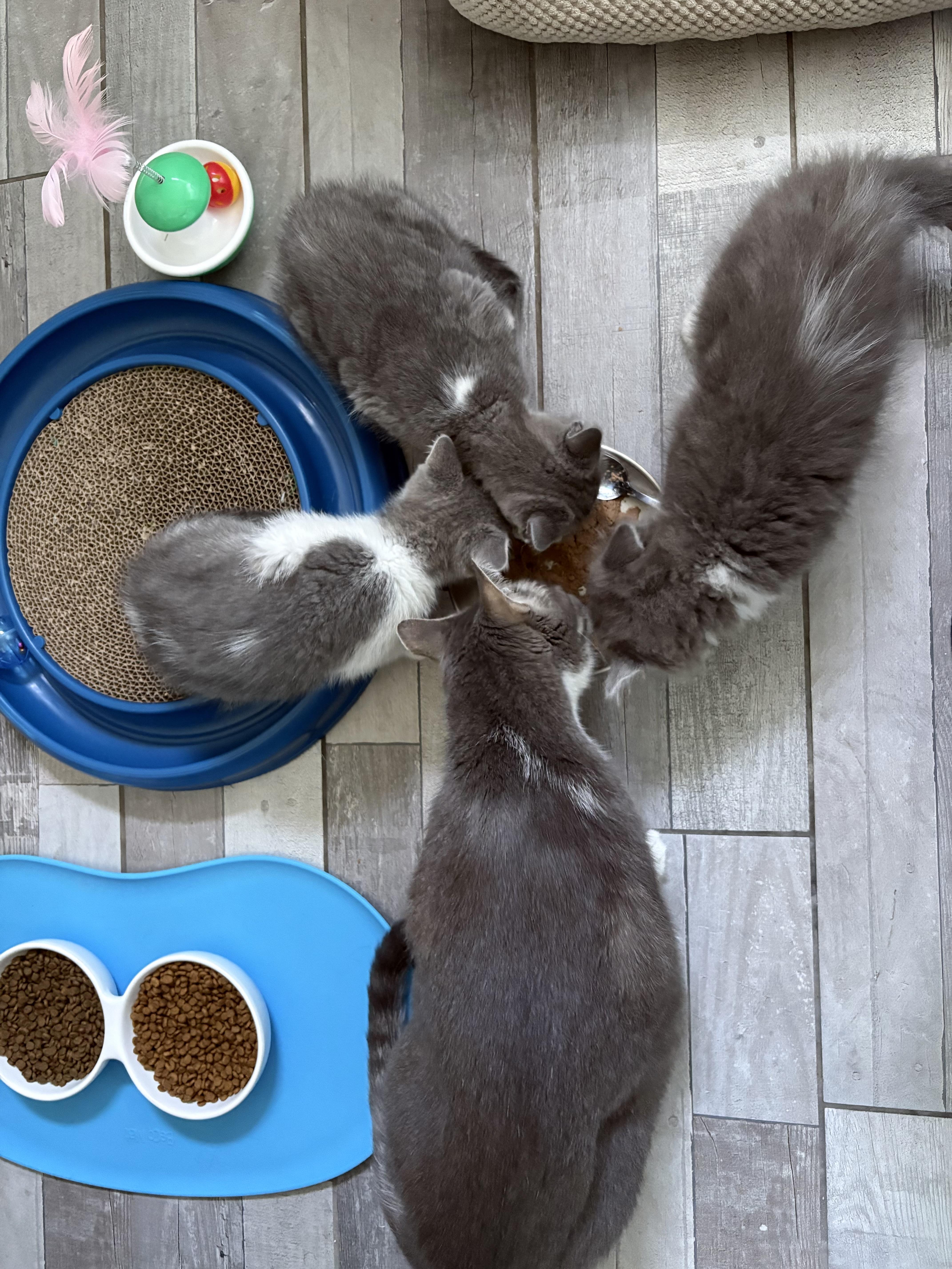 Enlarge Flora, a ADOPTABLE Domestic Short Hair in Wakefield, QC image 4/5