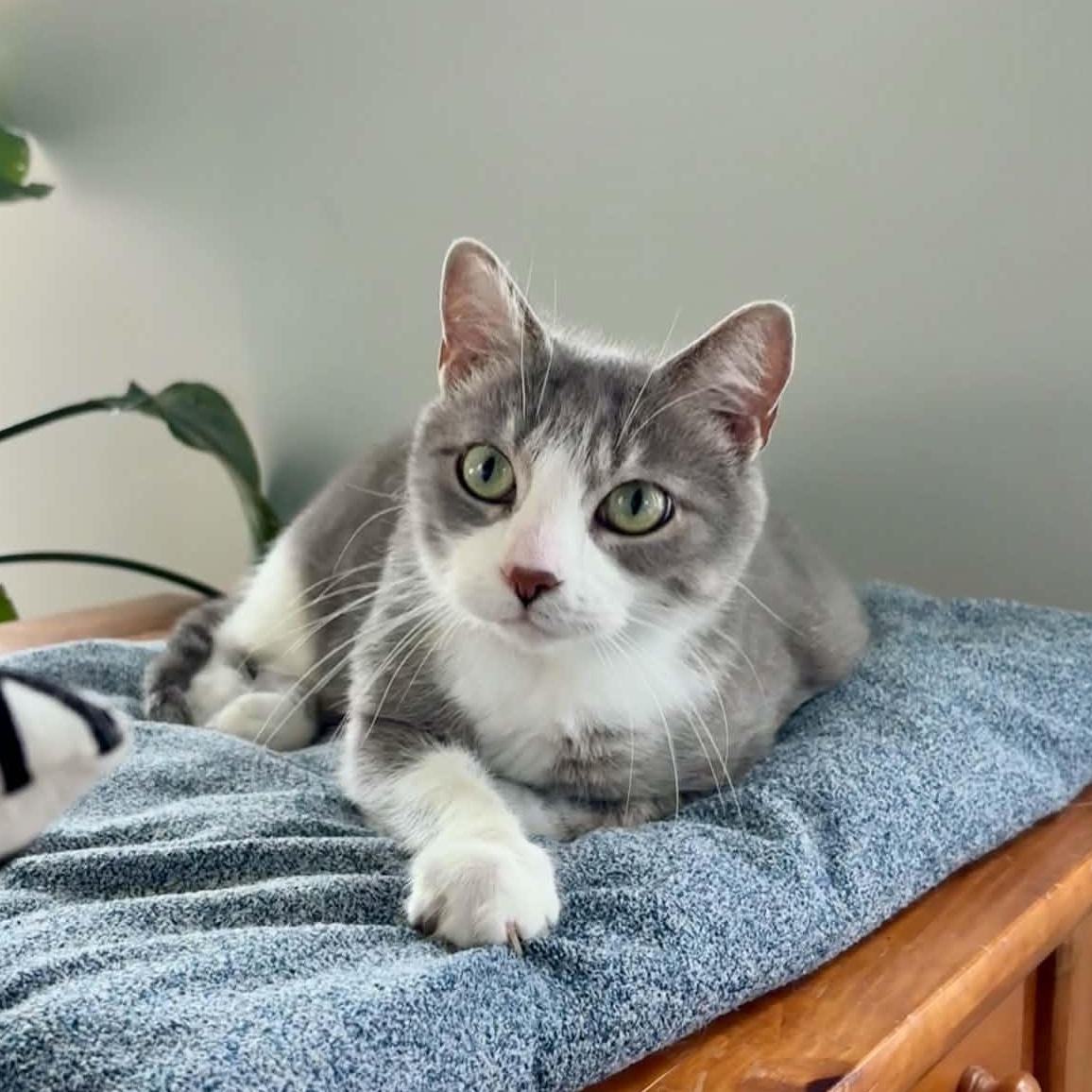 Flora, ADOPTABLE, Adult Female Domestic Short Hair.