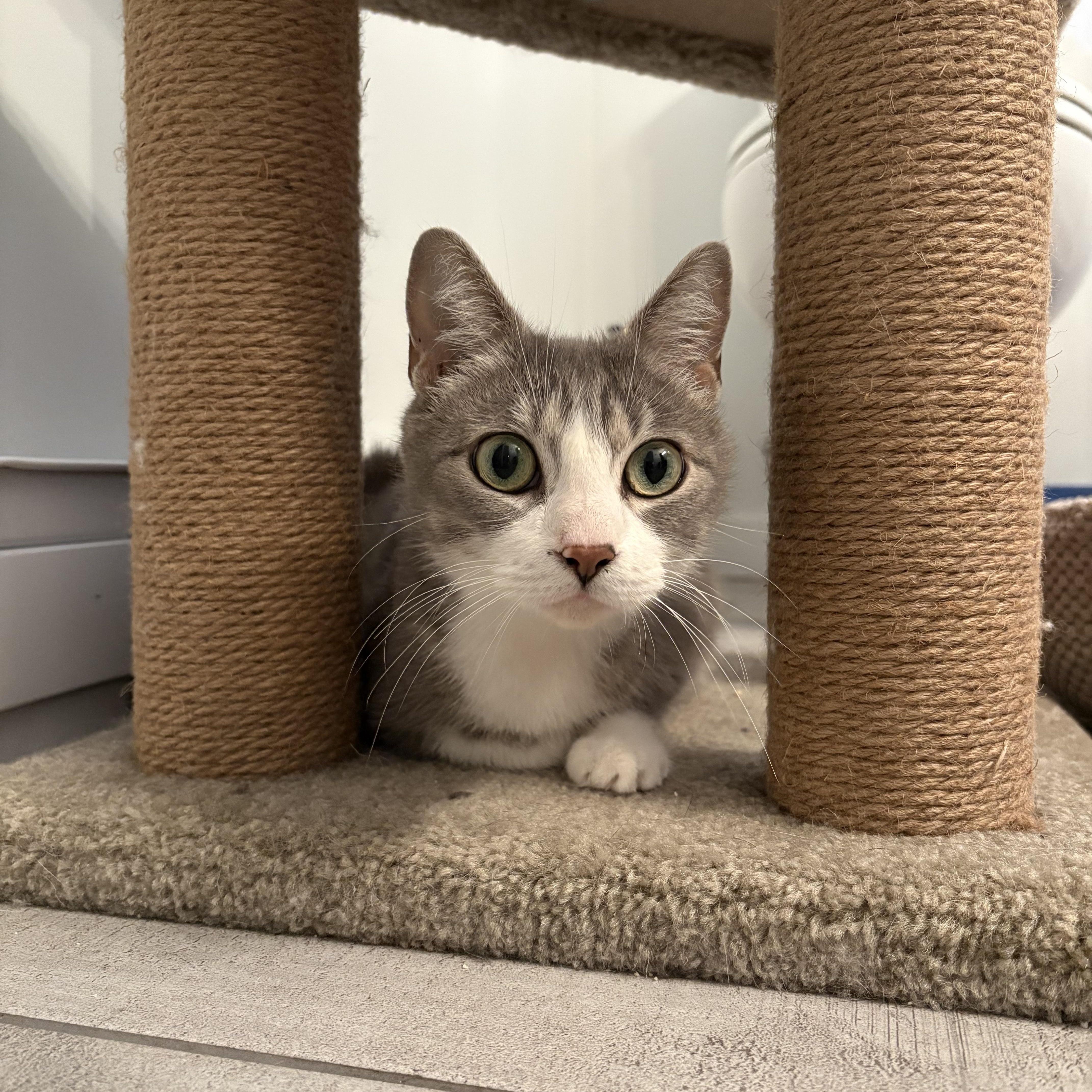 Enlarge Flora, a ADOPTABLE Domestic Short Hair in Wakefield, QC image 2/5
