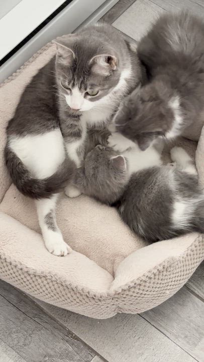 Enlarge Flora, a ADOPTABLE Domestic Short Hair in Wakefield, QC video 5/5